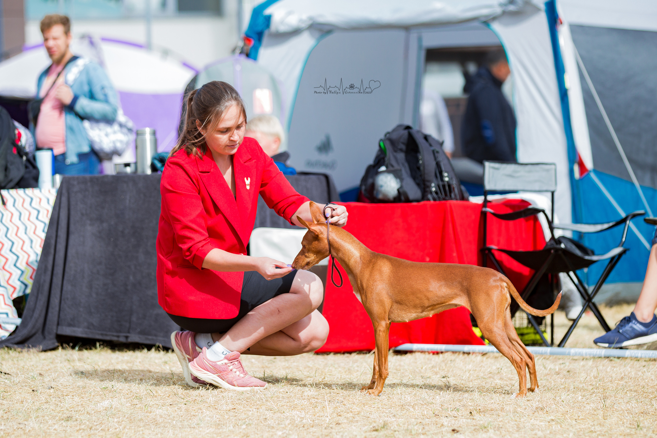 Минск 2хCACIB 3-4.09.2022. Фотограф-анималист Юлия Германика