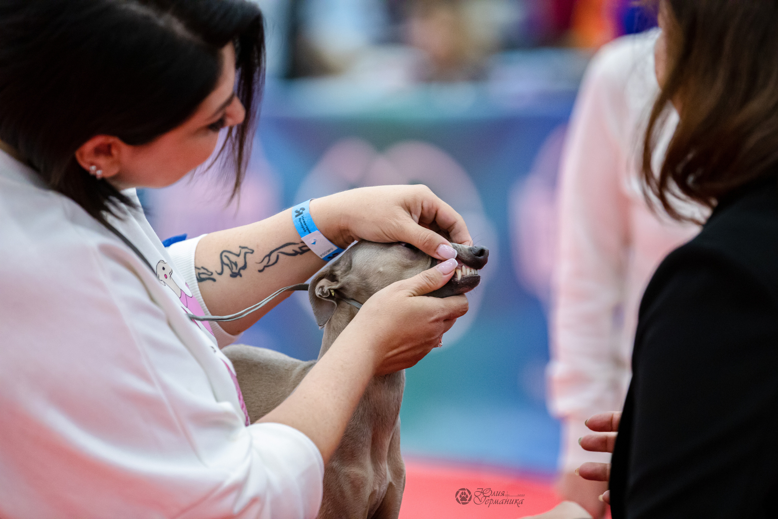 Нижний Новгород 15-16.10.2022. Фотограф-анималист Юлия Германика