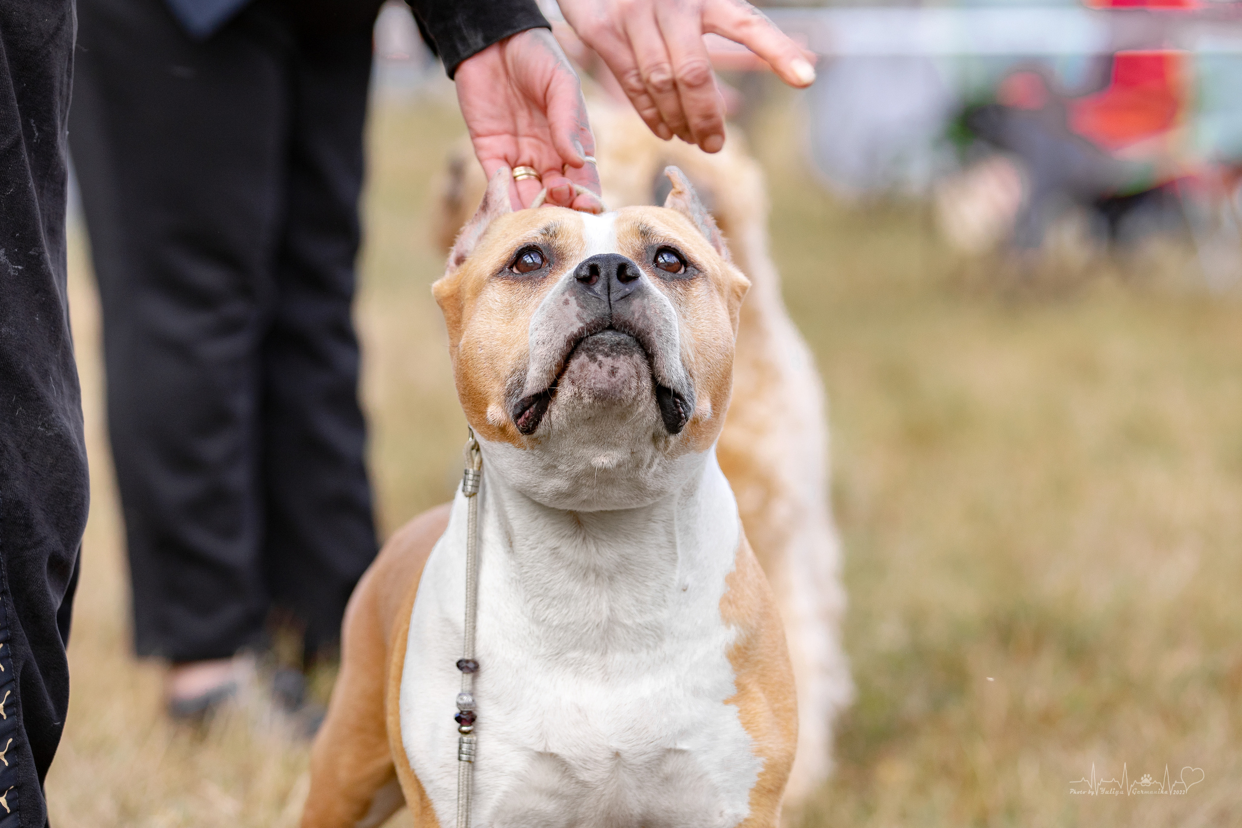 Пушкино ЧРКФ 17.09.2022. Фотограф-анималист Юлия Германика