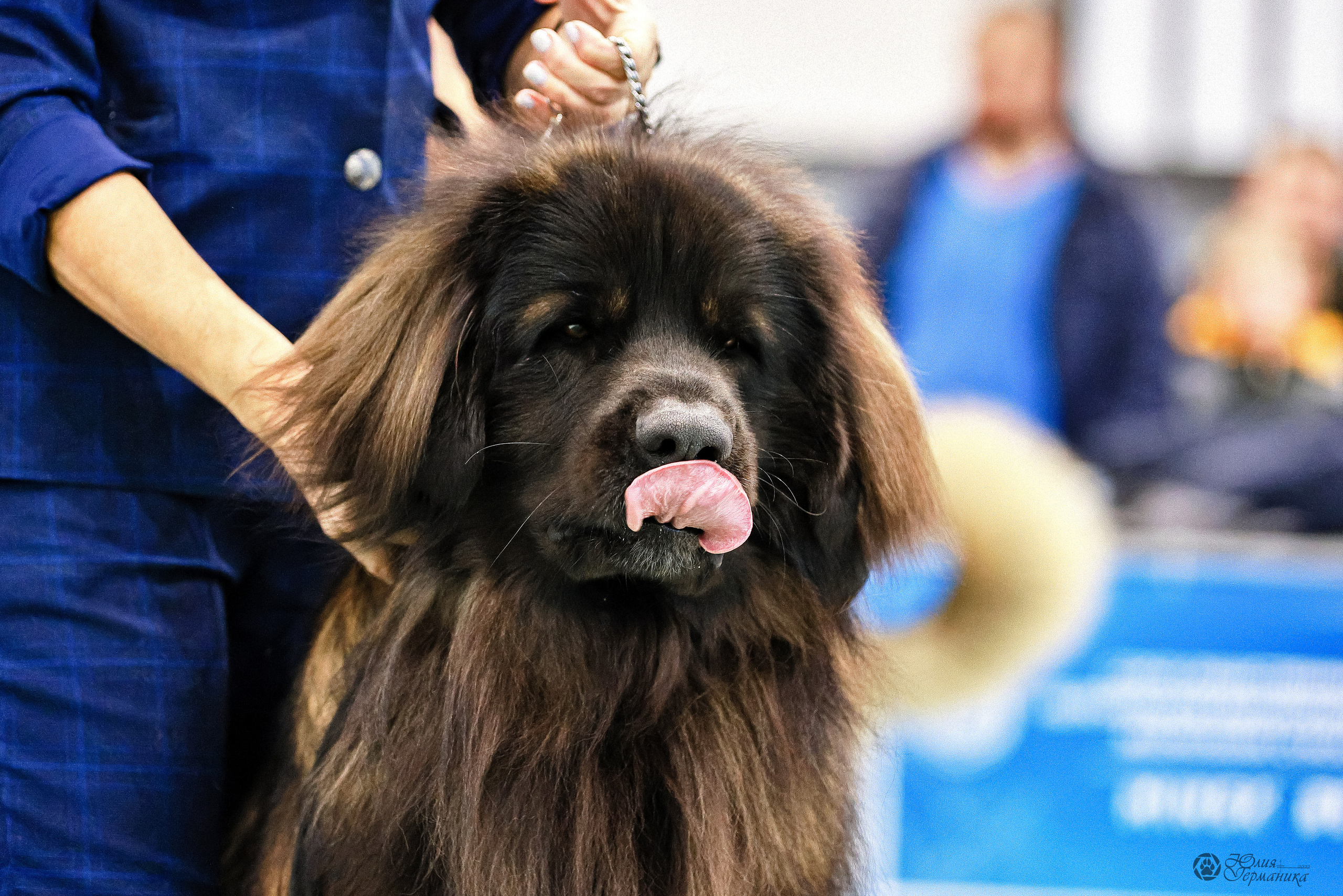 Минск 19-20.11.2022. Фотограф-анималист Юлия Германика