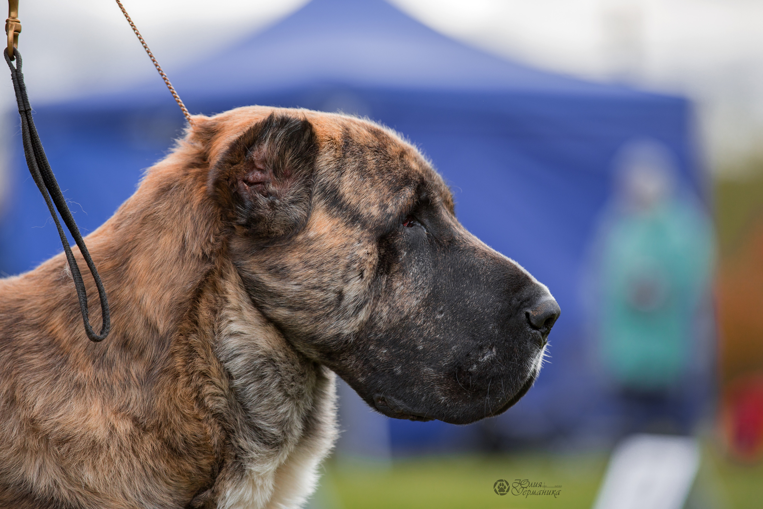 Александрова Слобода моно сао 2.10.2022. Фотограф-анималист Юлия Германика