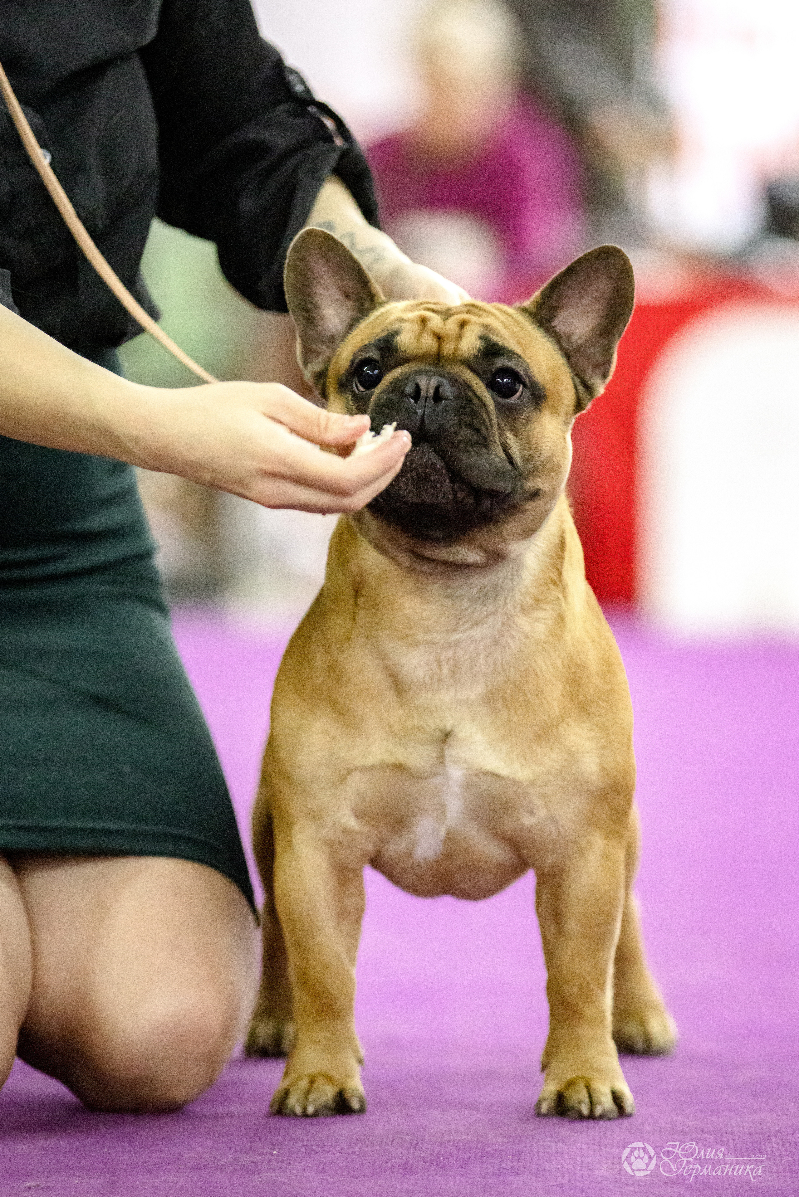 Чайна-Таун 3 и 12.11.2022. Фотограф-анималист Юлия Германика