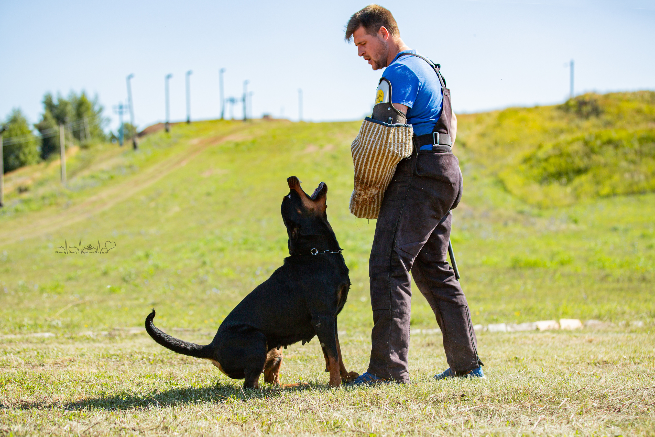 Рязань моно ротвейлеров 13.08.2022. Фотограф-анималист Юлия Германика