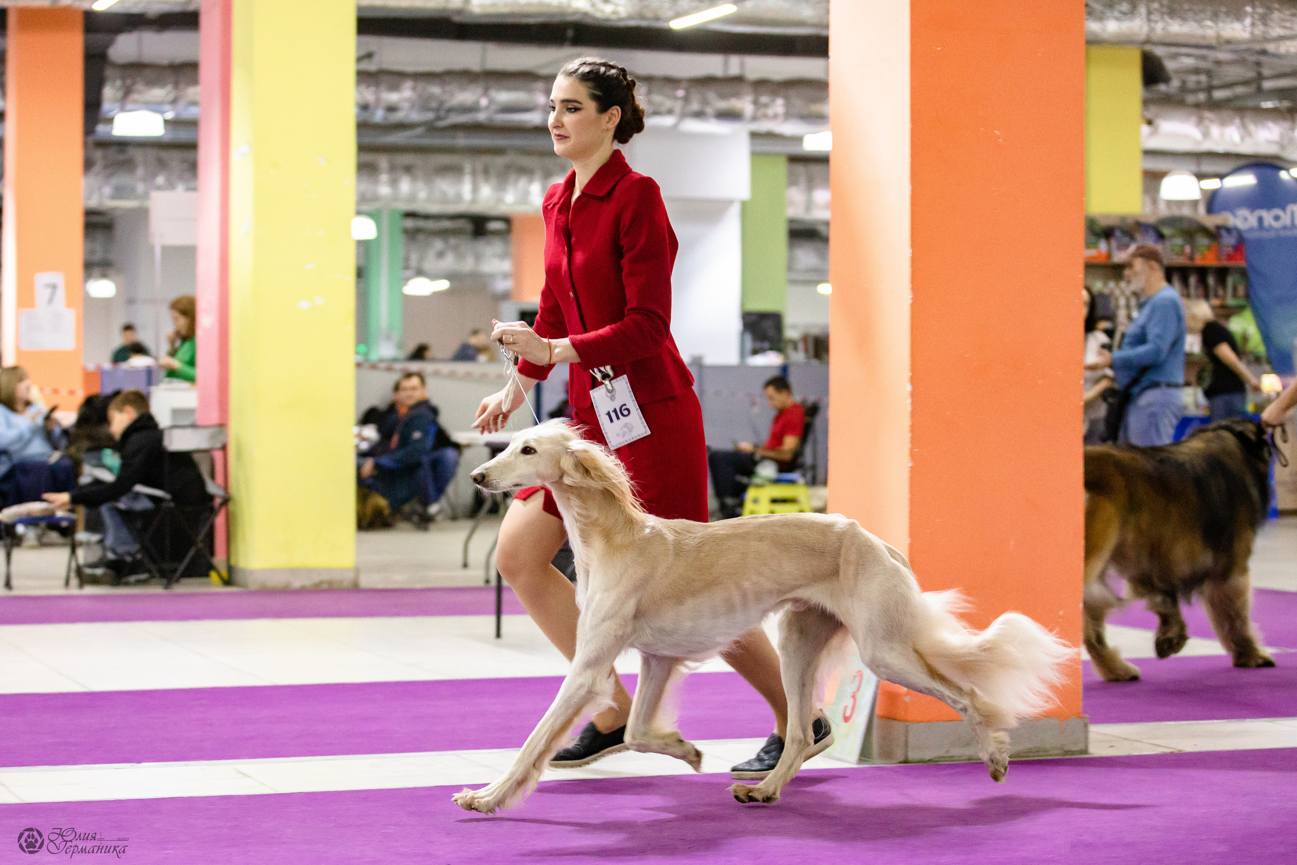 Чайна-Таун 29-30.10.2022. Фотограф-анималист Юлия Германика