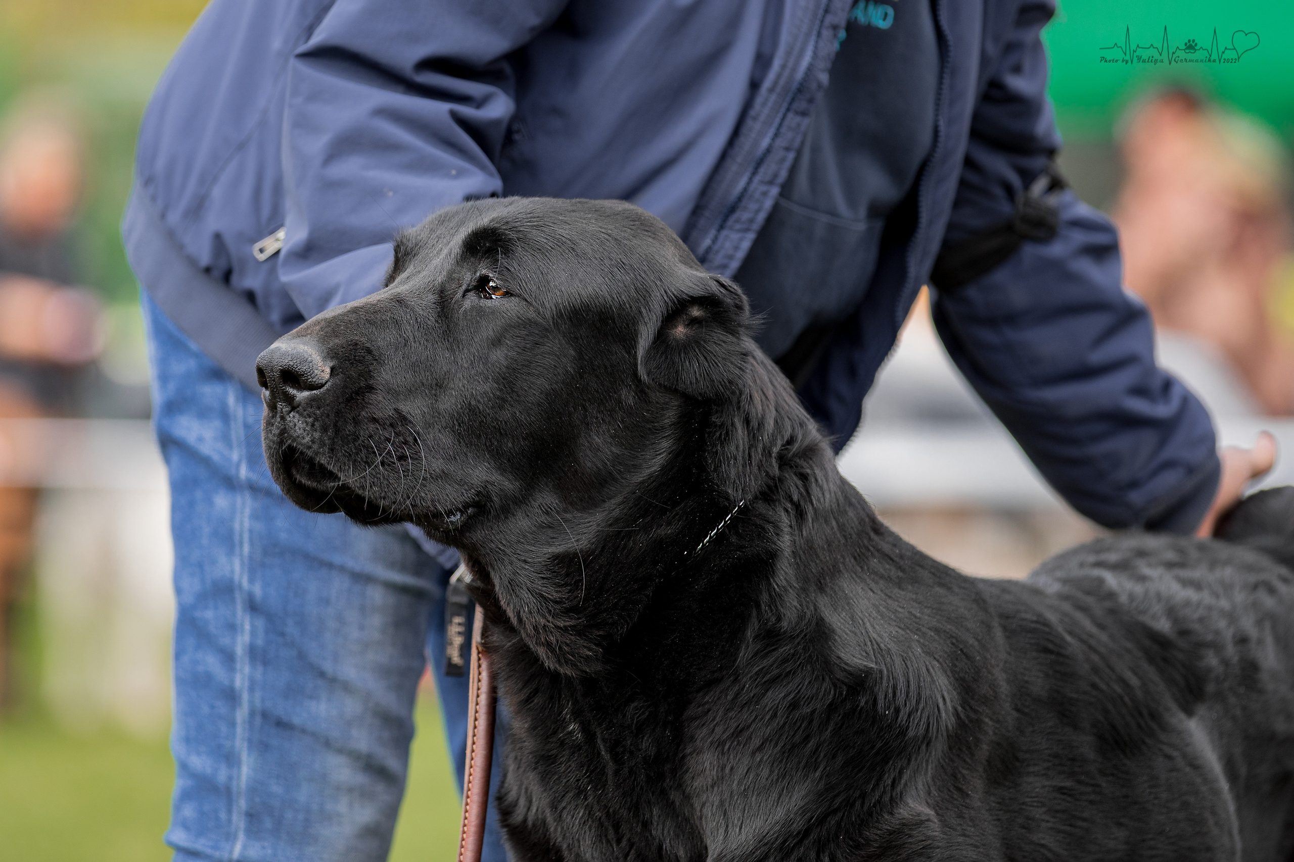 Александрова Слобода моно сао 2.10.2022. Фотограф-анималист Юлия Германика