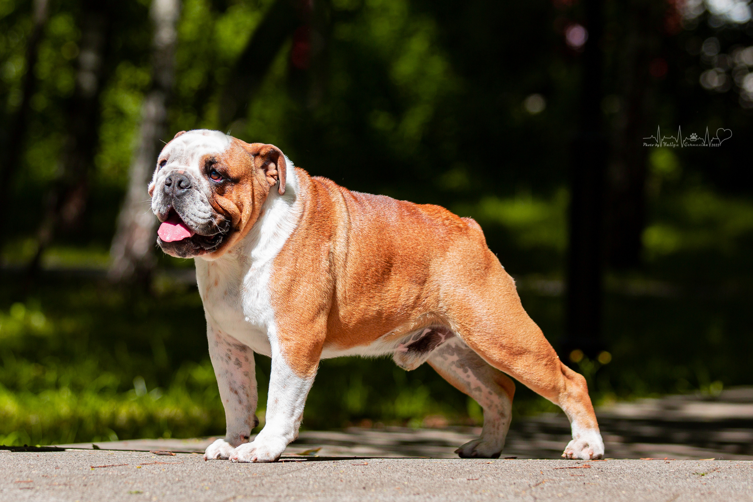 Ховрино 31.07,Чайна-Таун 6.08,Тверь 7.08. Фотограф-анималист Юлия Германика
