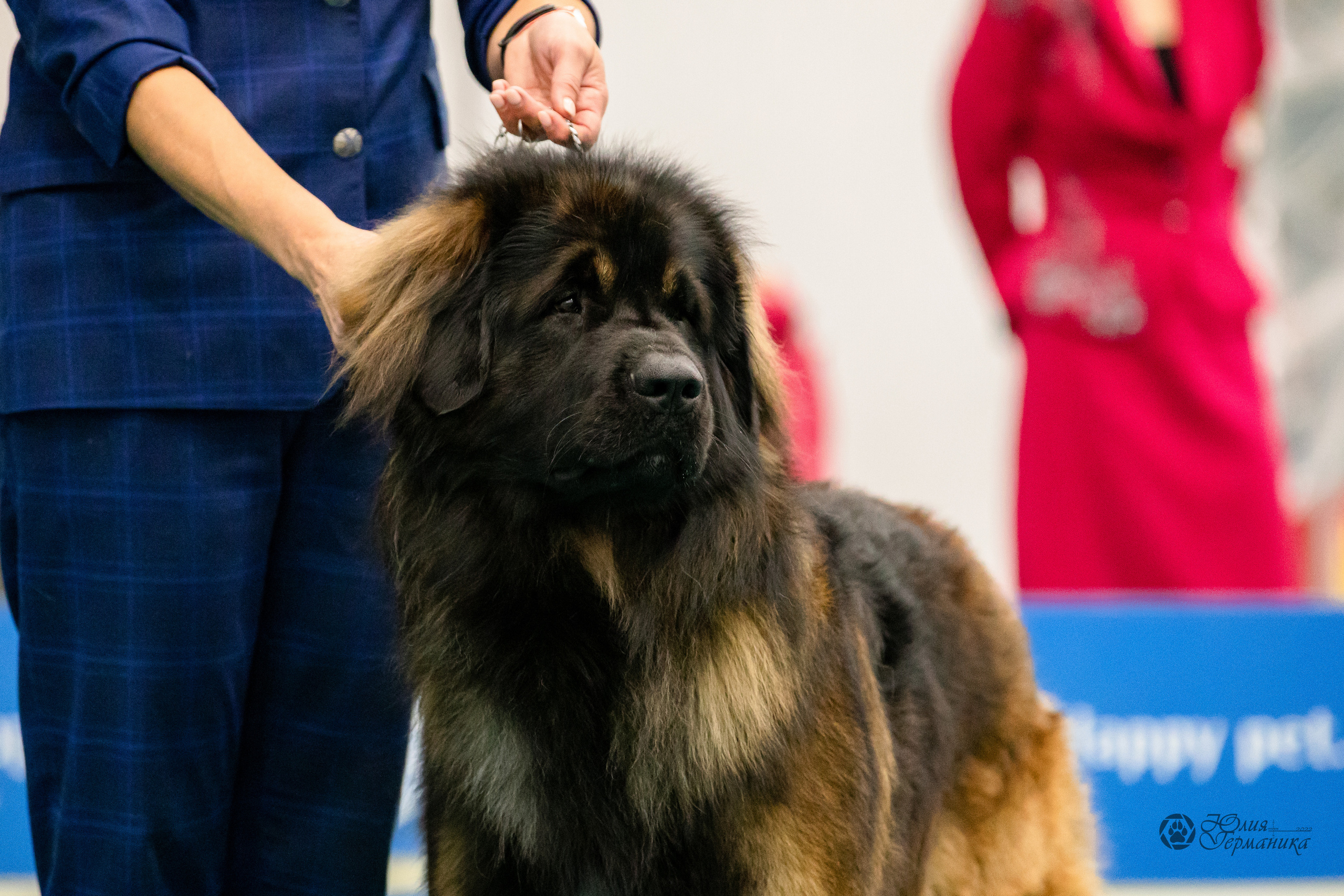 Нижний Новгород 15-16.10.2022. Фотограф-анималист Юлия Германика