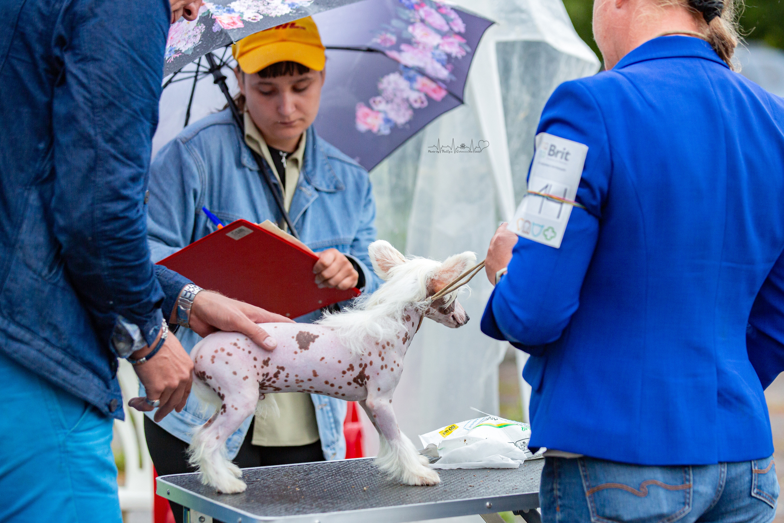 Ховрино 31.07,Чайна-Таун 6.08,Тверь 7.08. Фотограф-анималист Юлия Германика