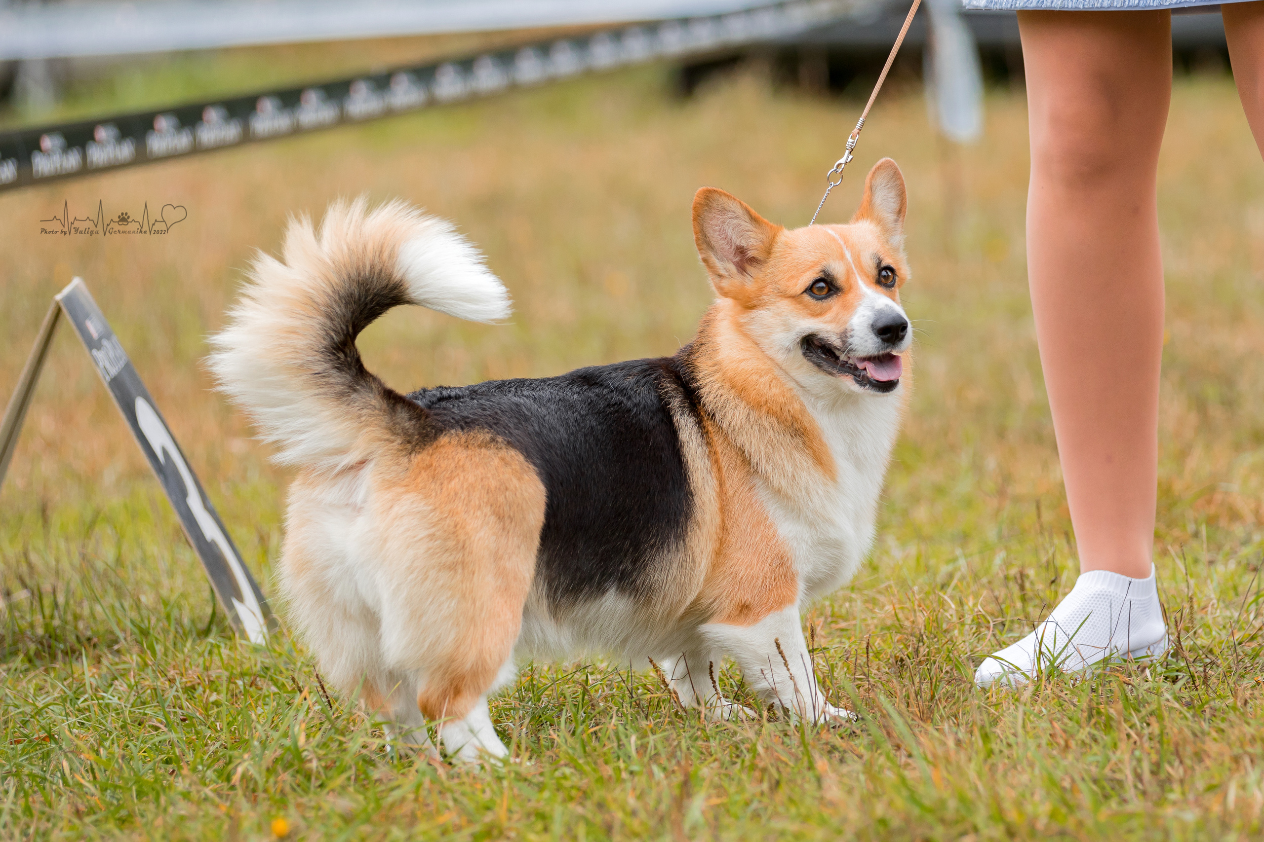 Пушкино ЧРКФ 17.09.2022. Фотограф-анималист Юлия Германика