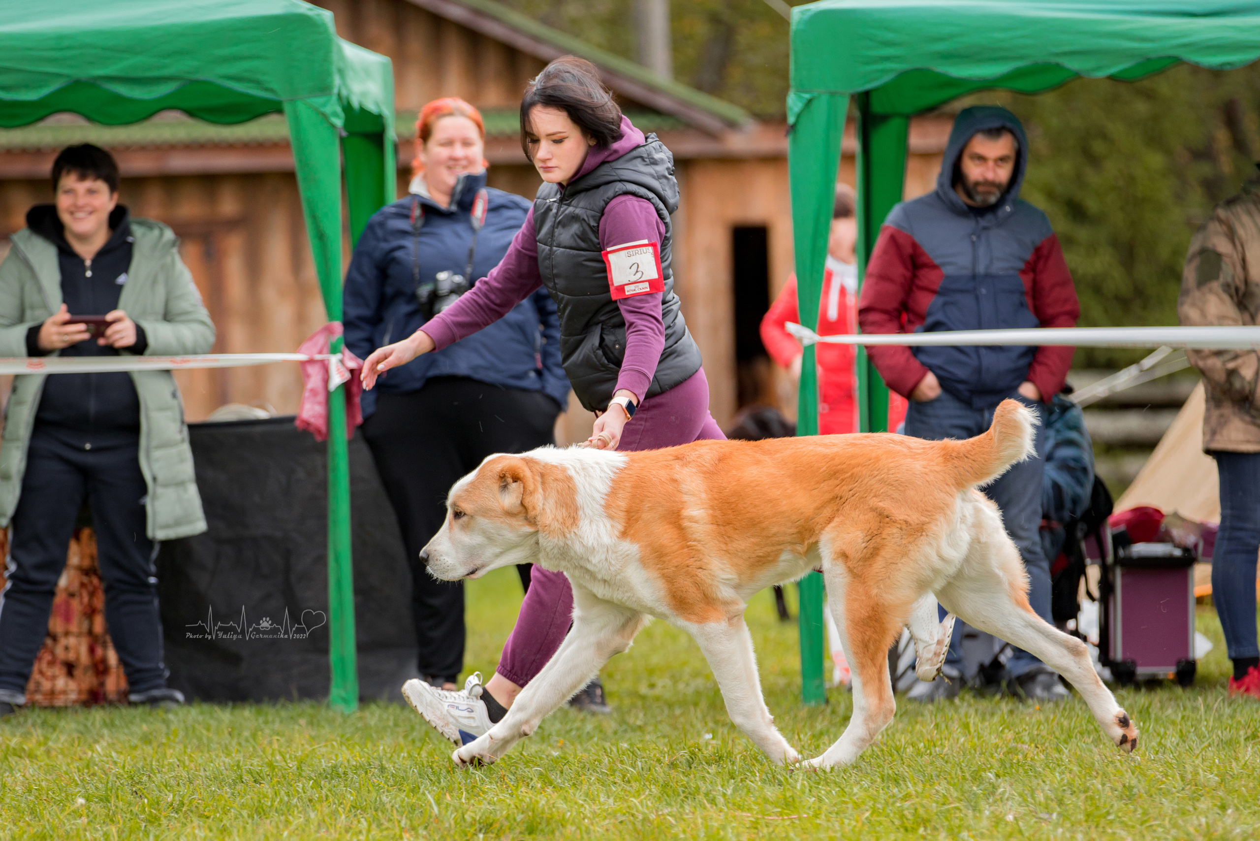 Александрова Слобода моно сао 2.10.2022. Фотограф-анималист Юлия Германика