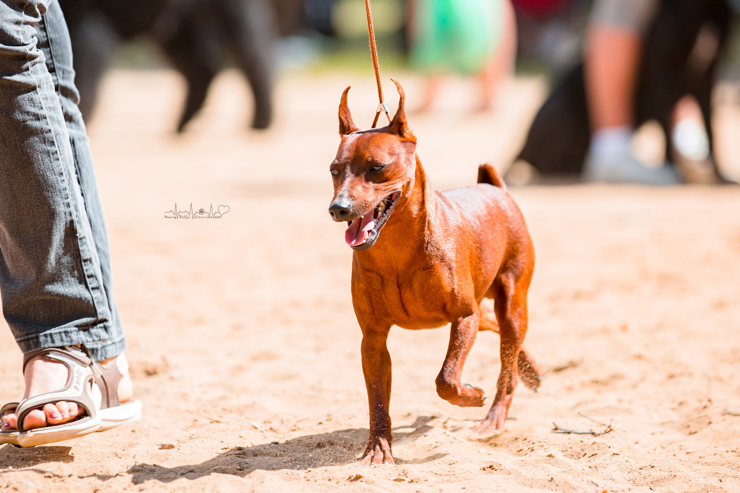 Ховрино 31.07,Чайна-Таун 6.08,Тверь 7.08. Фотограф-анималист Юлия Германика