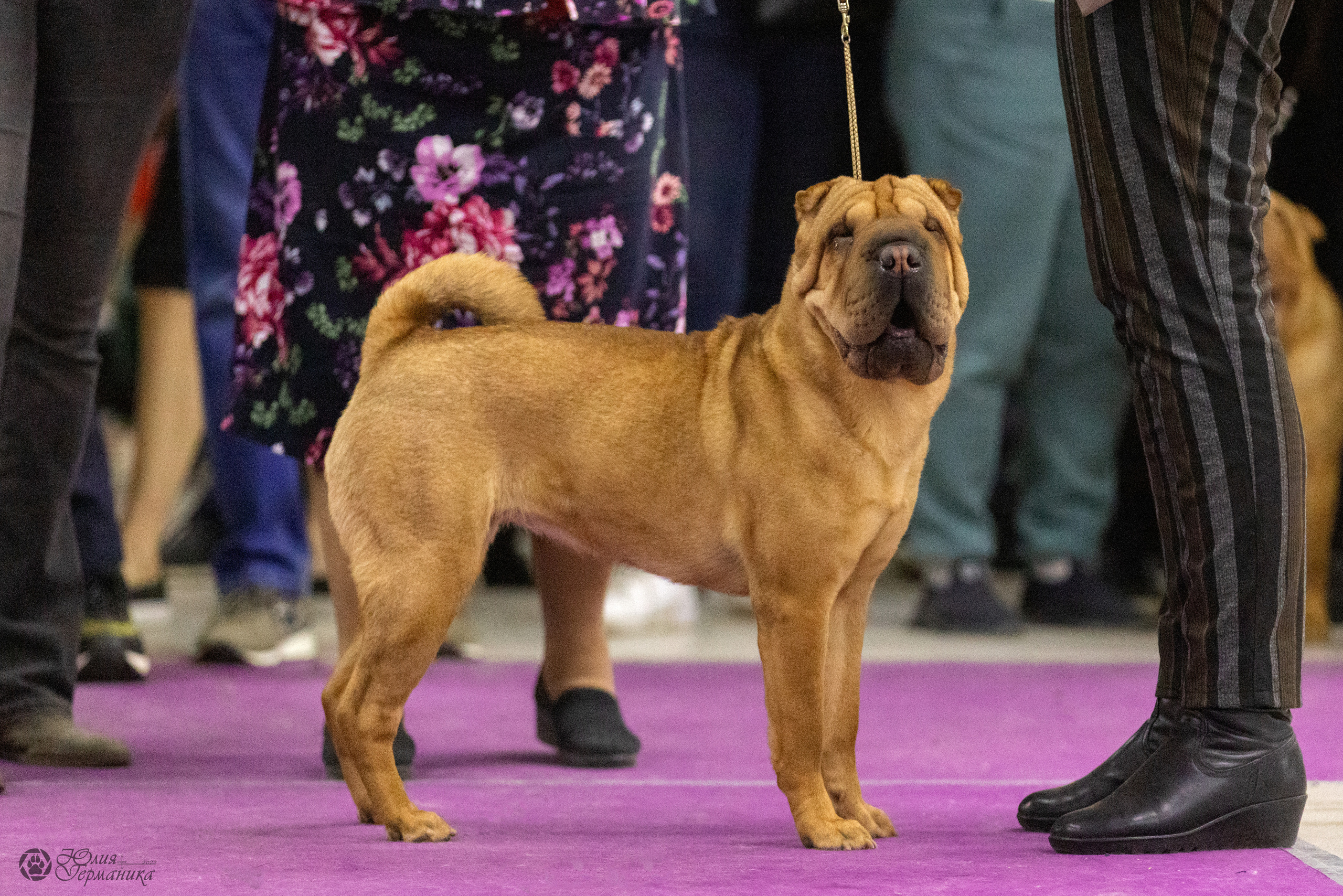 Чайна-Таун 3 и 12.11.2022. Фотограф-анималист Юлия Германика