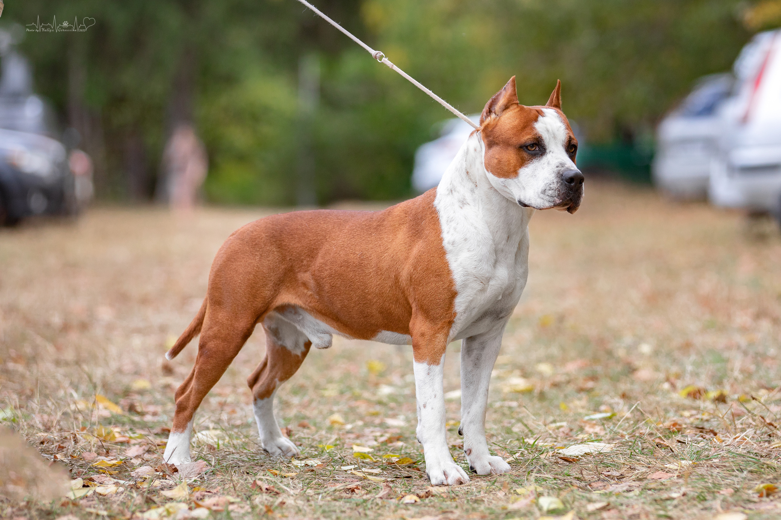 Пушкино ЧРКФ 17.09.2022. Фотограф-анималист Юлия Германика