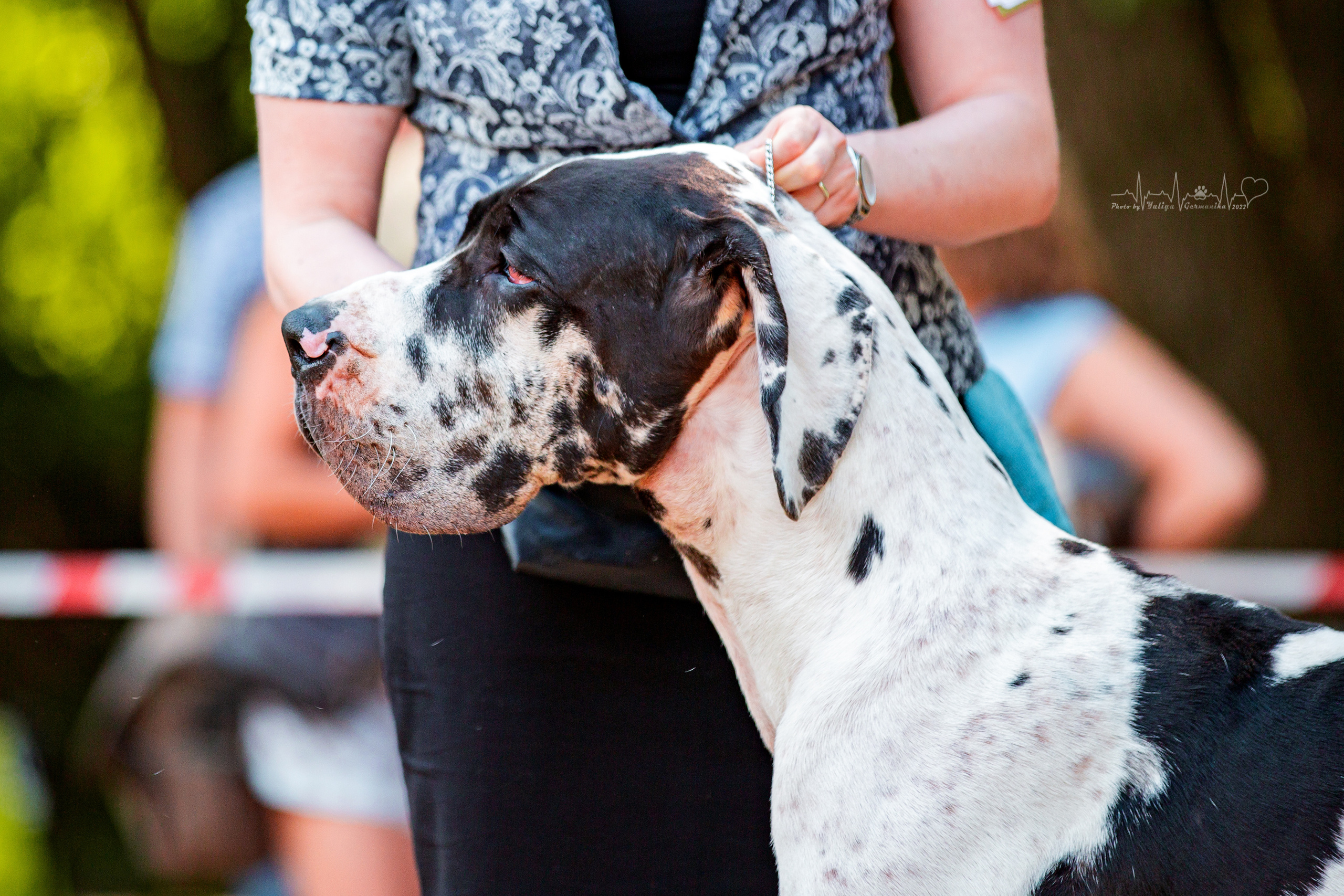 Ховрино фестиваль монопородок 14.08.2022. Фотограф-анималист Юлия Германика