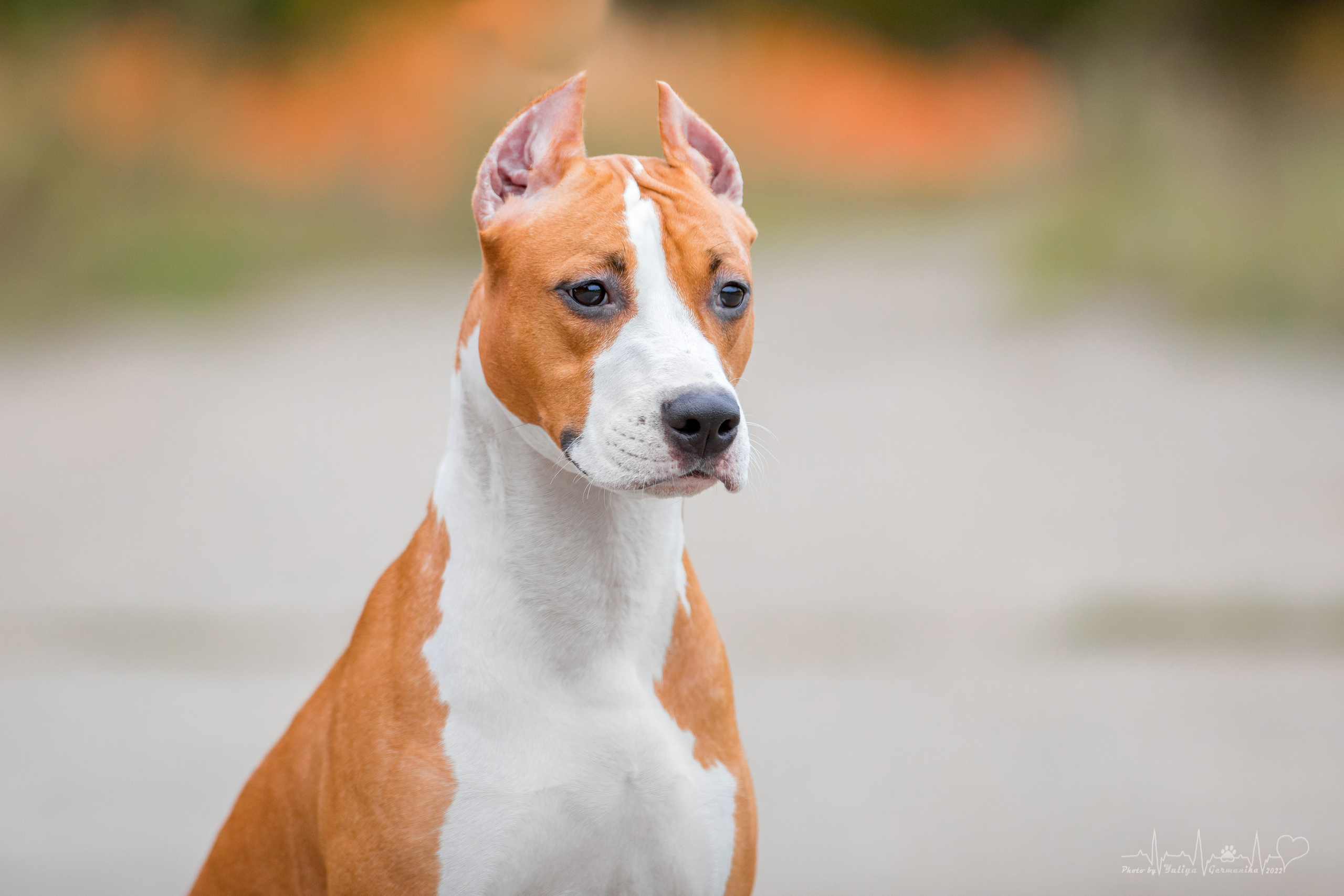 Тверь ЧРКФ 18.09.2022. Фотограф-анималист Юлия Германика