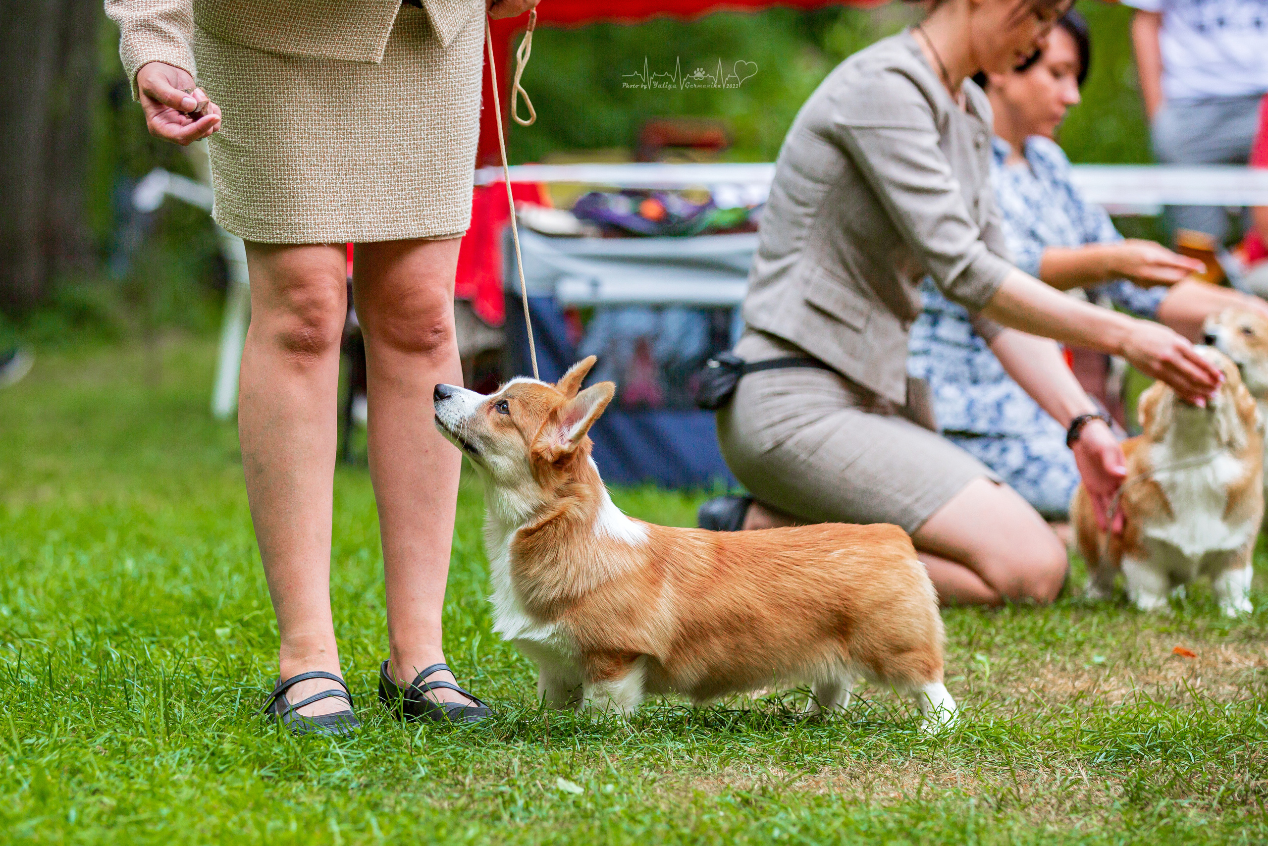 Сокольники 21.08,Сергиев Посад 27-28.08 2022. Фотограф-анималист Юлия Германика