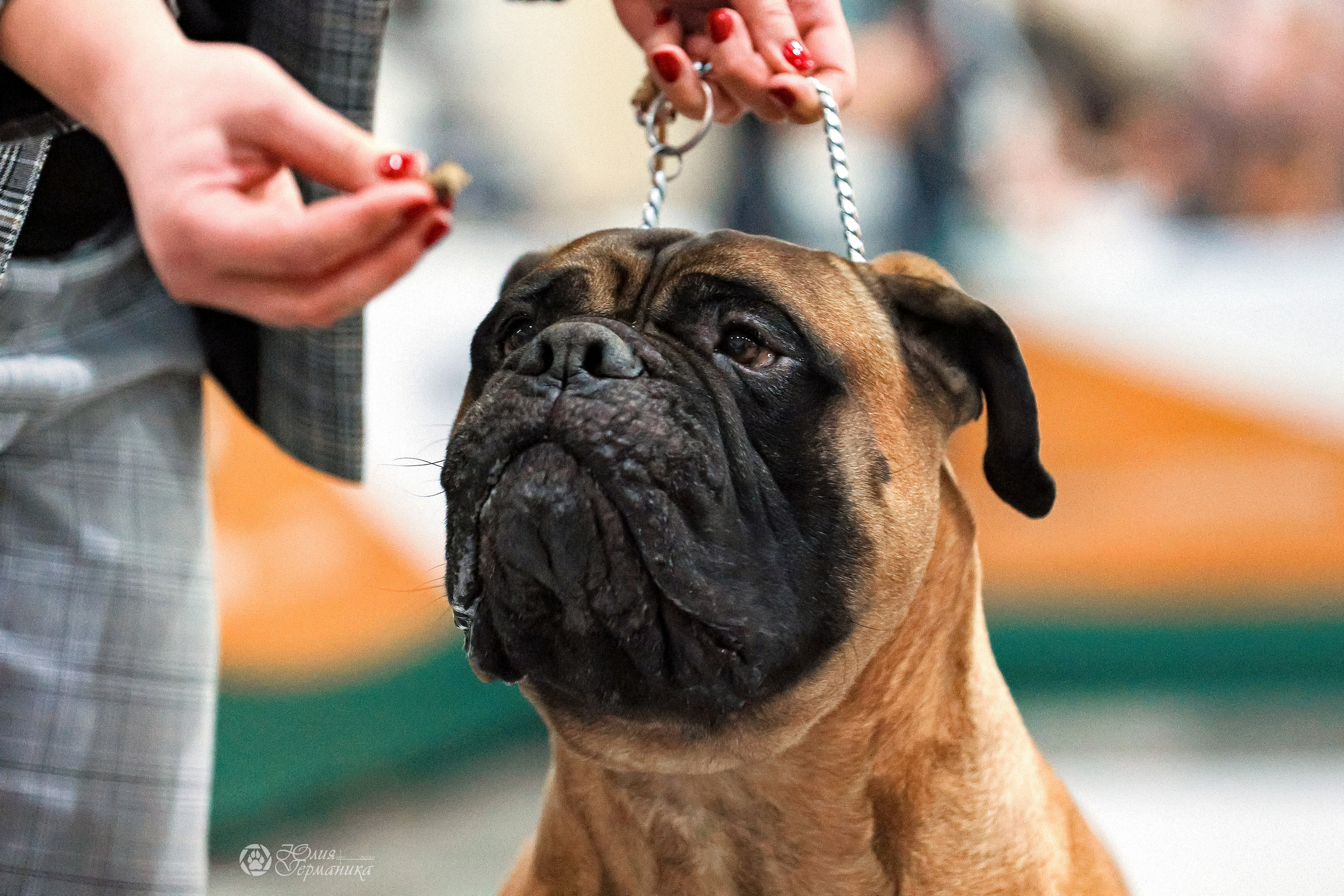 Россия 2020-2022 26-27.11.2022. Фотограф-анималист Юлия Германика