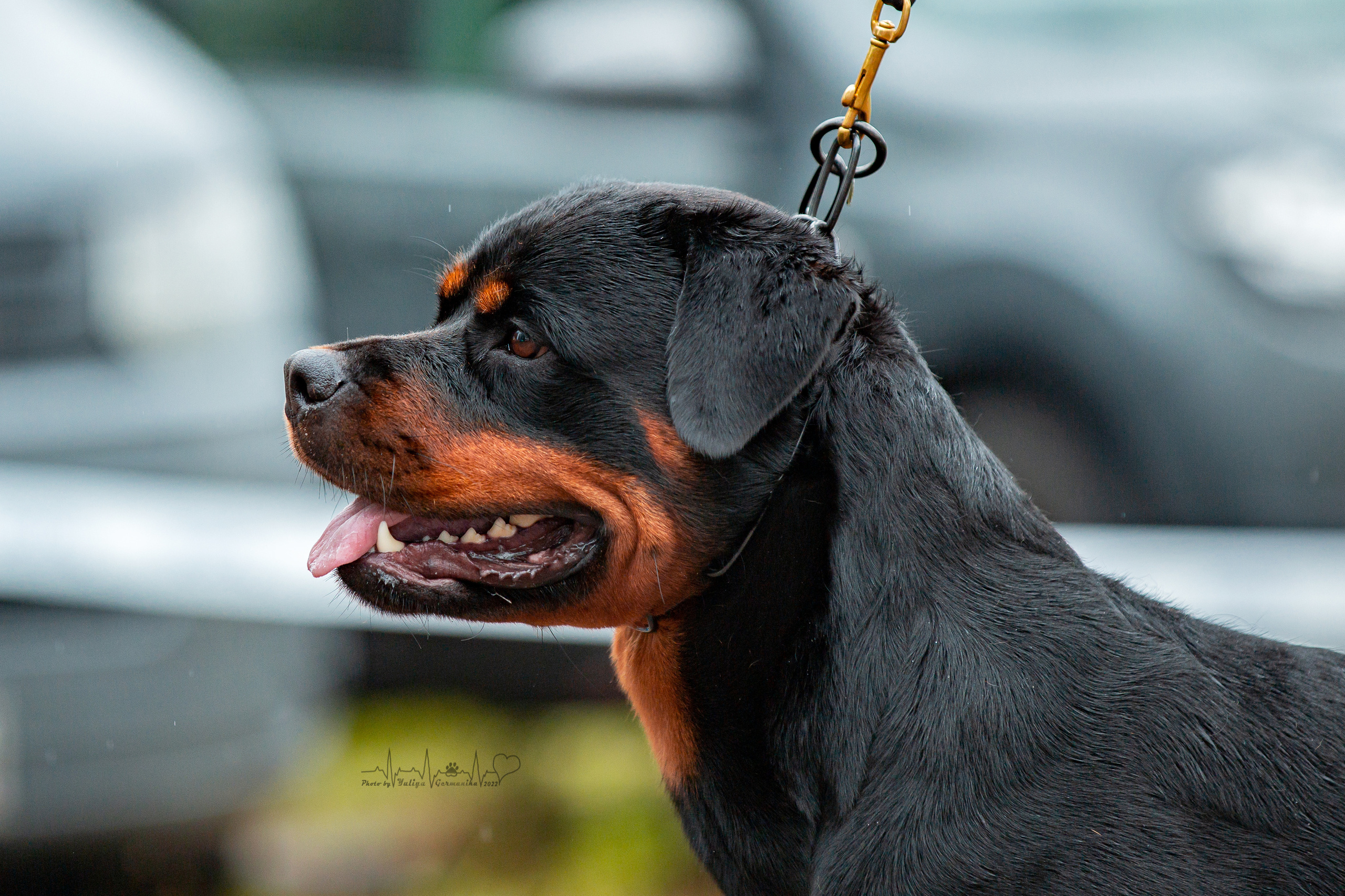 Ховрино 31.07,Чайна-Таун 6.08,Тверь 7.08. Фотограф-анималист Юлия Германика