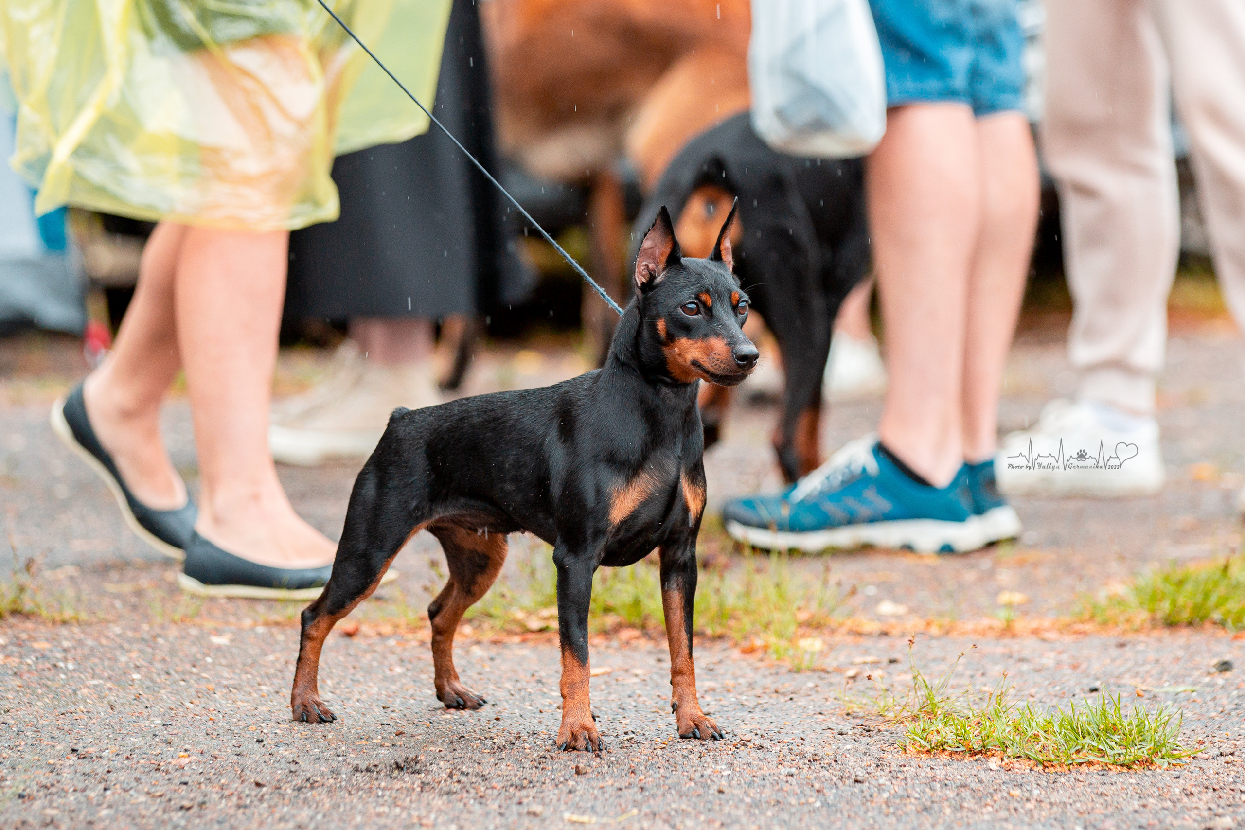 Ховрино 31.07,Чайна-Таун 6.08,Тверь 7.08. Фотограф-анималист Юлия Германика