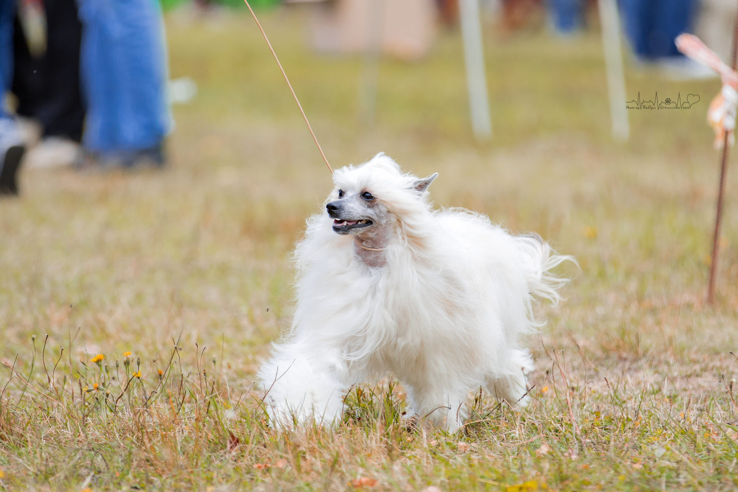 Пушкино ЧРКФ 17.09.2022. Фотограф-анималист Юлия Германика