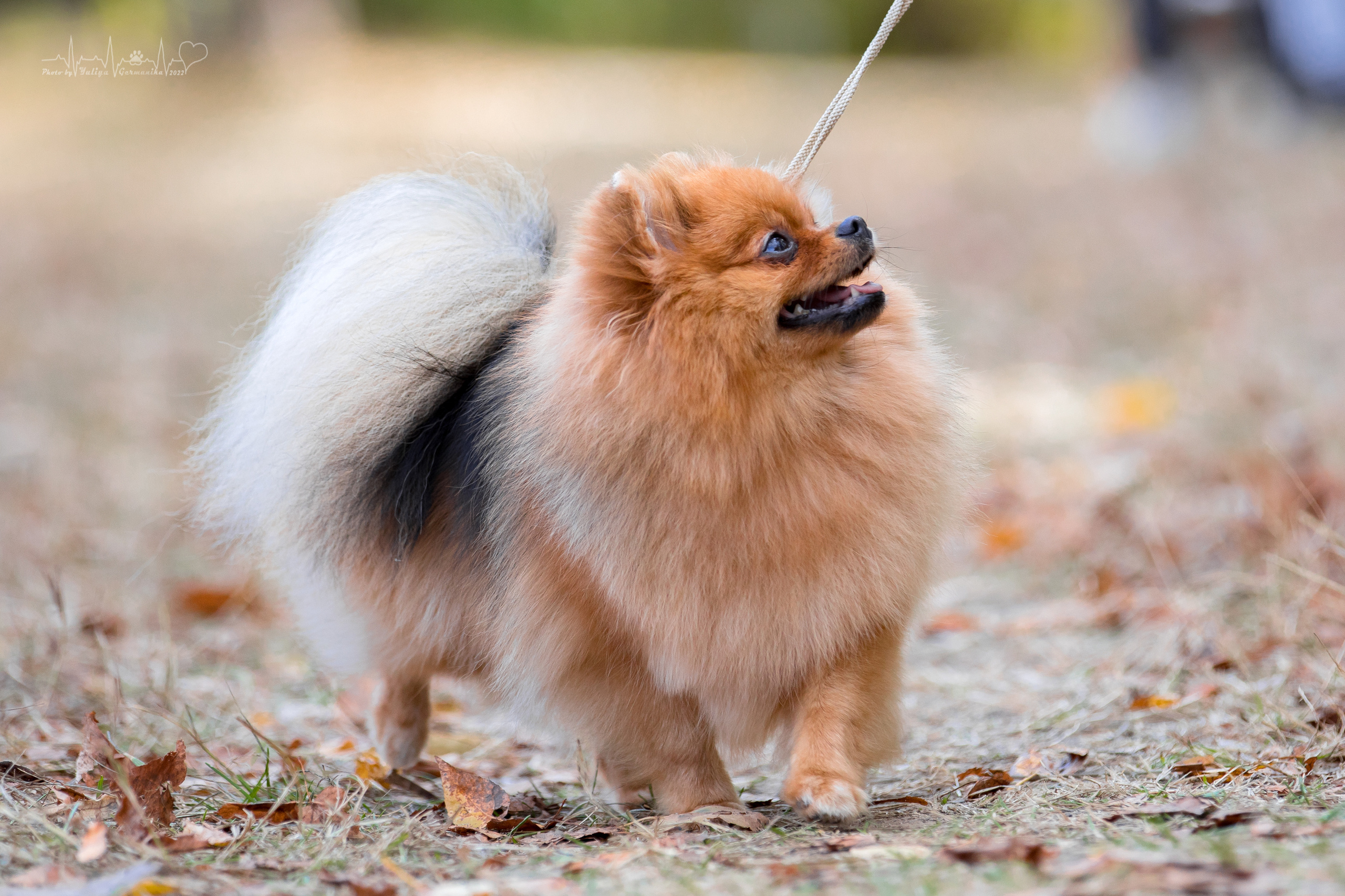 Пушкино ЧРКФ 17.09.2022. Фотограф-анималист Юлия Германика