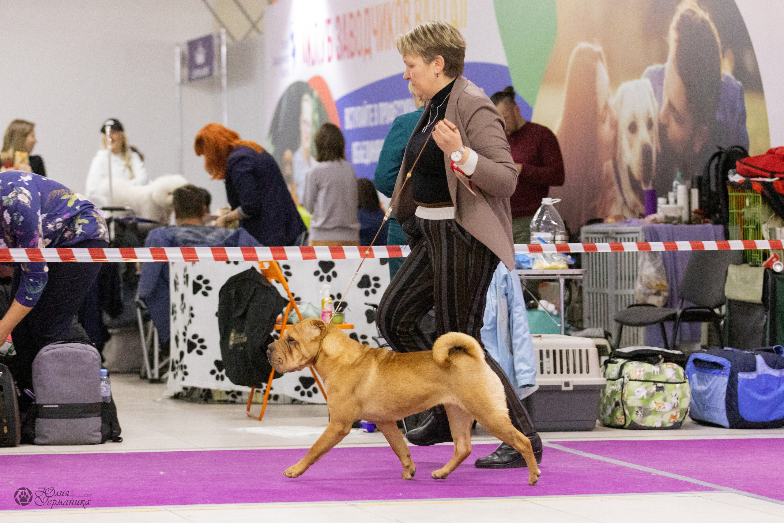 Чайна-Таун 3 и 12.11.2022. Фотограф-анималист Юлия Германика