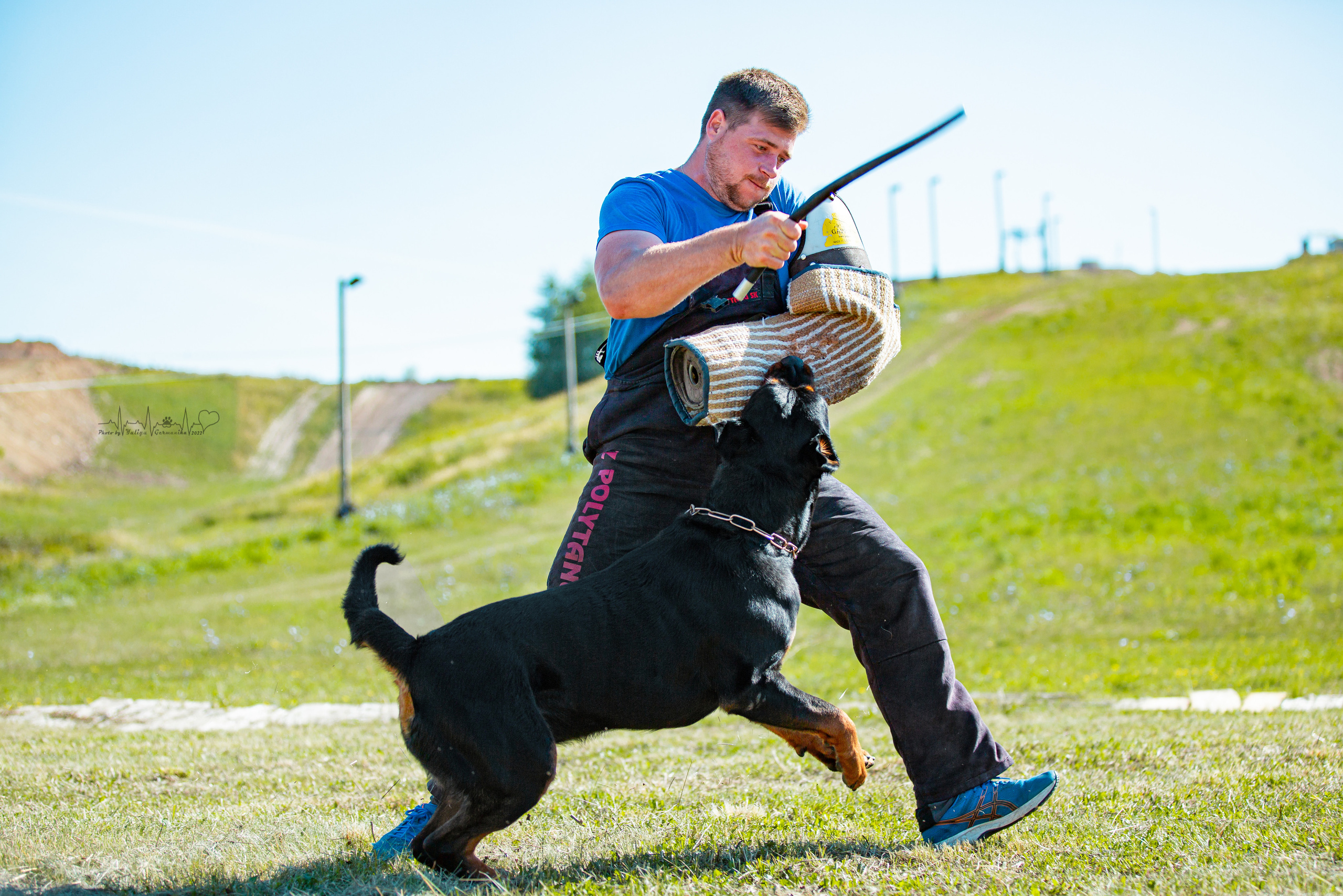 Рязань моно ротвейлеров 13.08.2022. Фотограф-анималист Юлия Германика