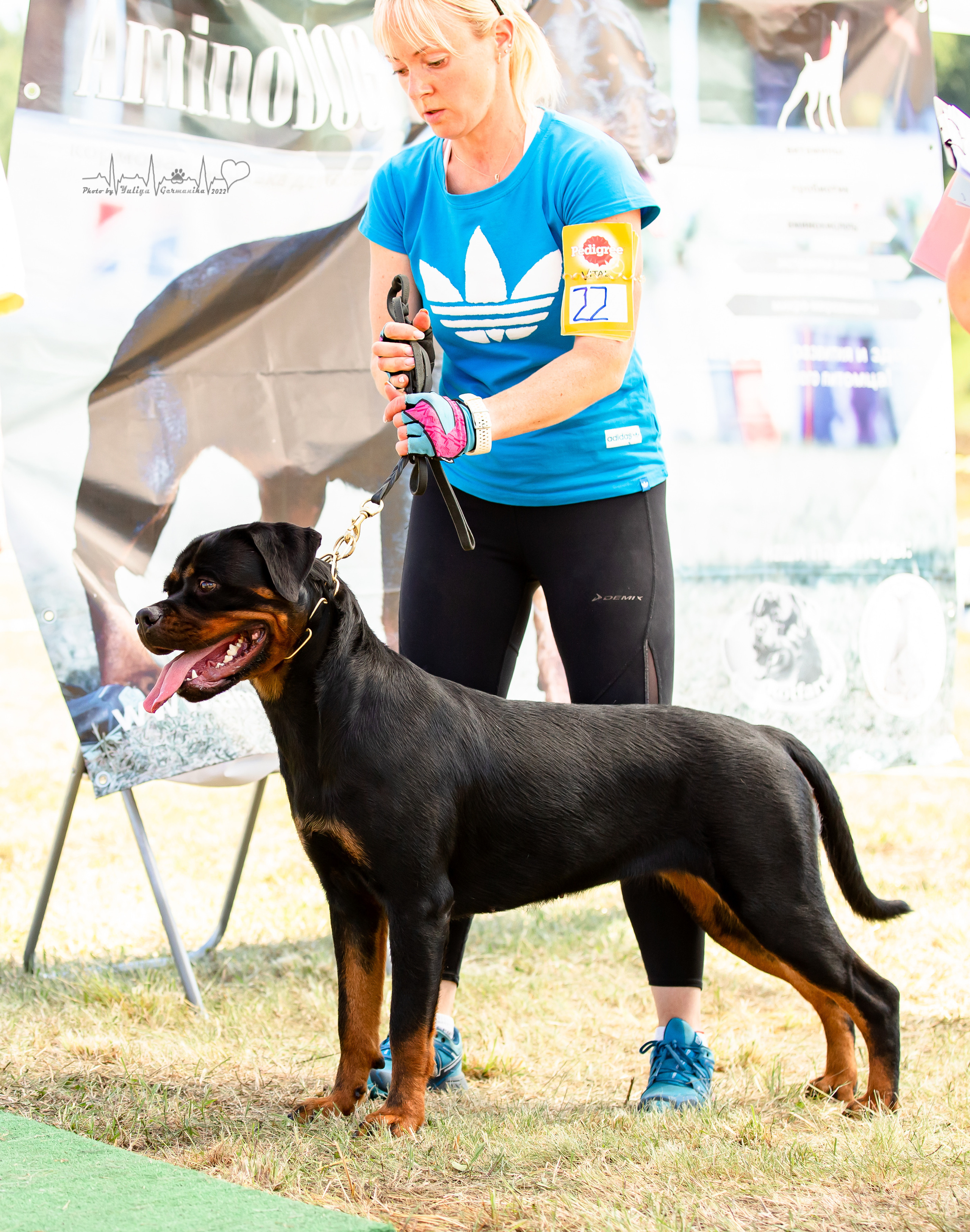 Рязань моно ротвейлеров 13.08.2022. Фотограф-анималист Юлия Германика