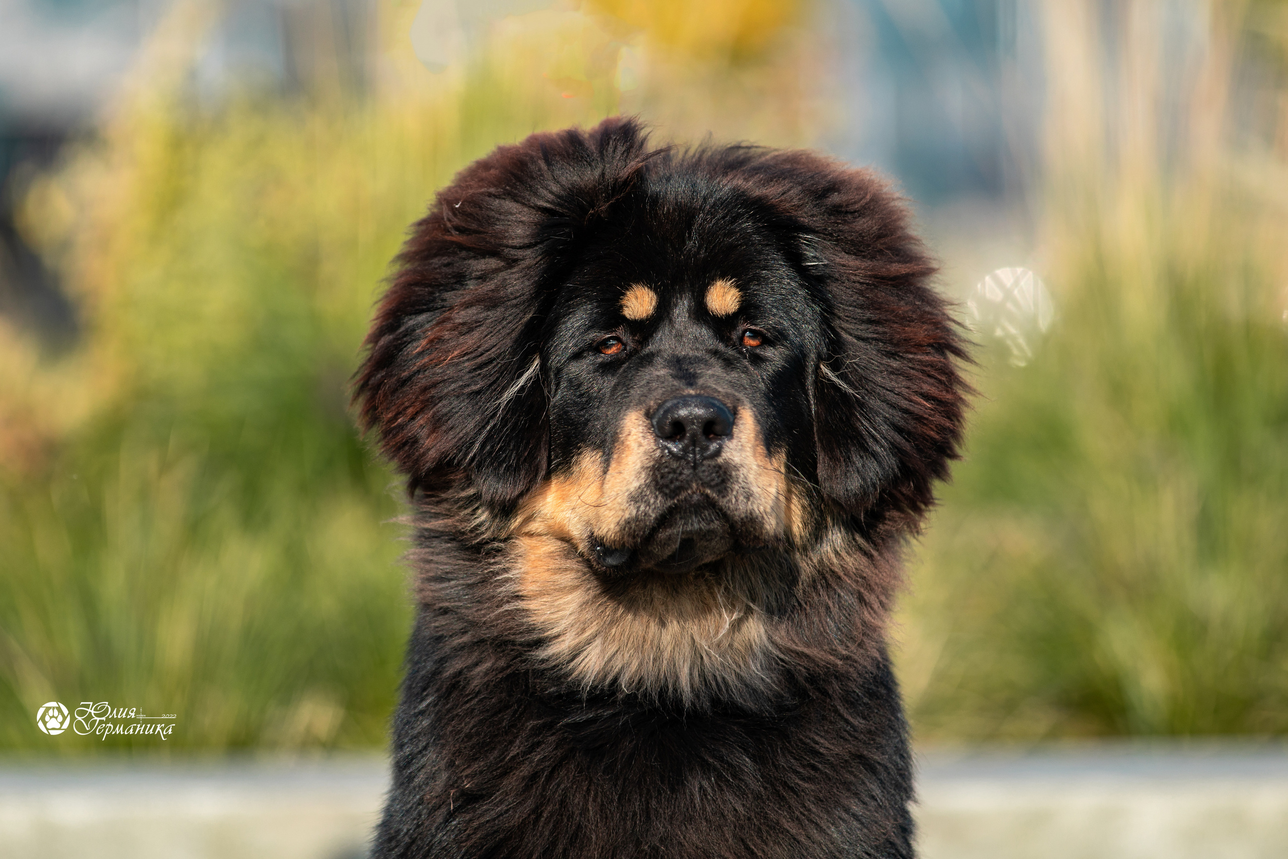 Нижний Новгород 15-16.10.2022. Фотограф-анималист Юлия Германика