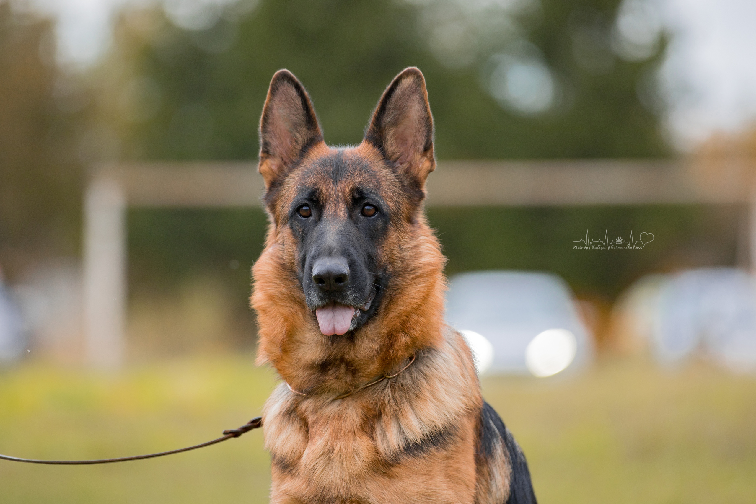 Тверь ЧРКФ 18.09.2022. Фотограф-анималист Юлия Германика