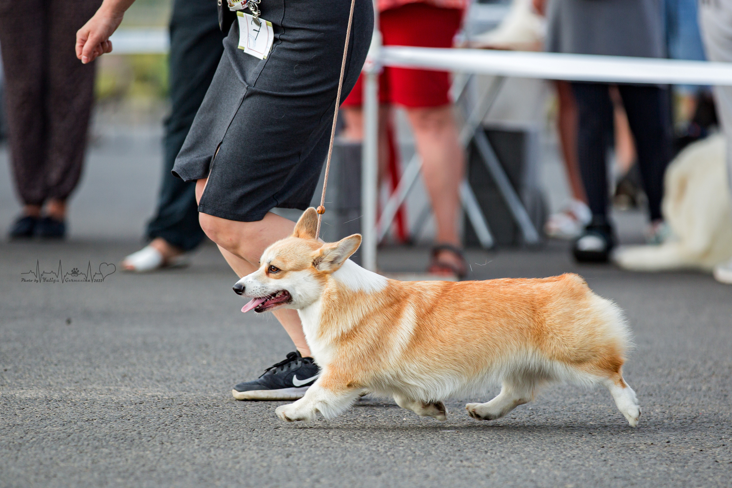 Сокольники 21.08,Сергиев Посад 27-28.08 2022. Фотограф-анималист Юлия Германика