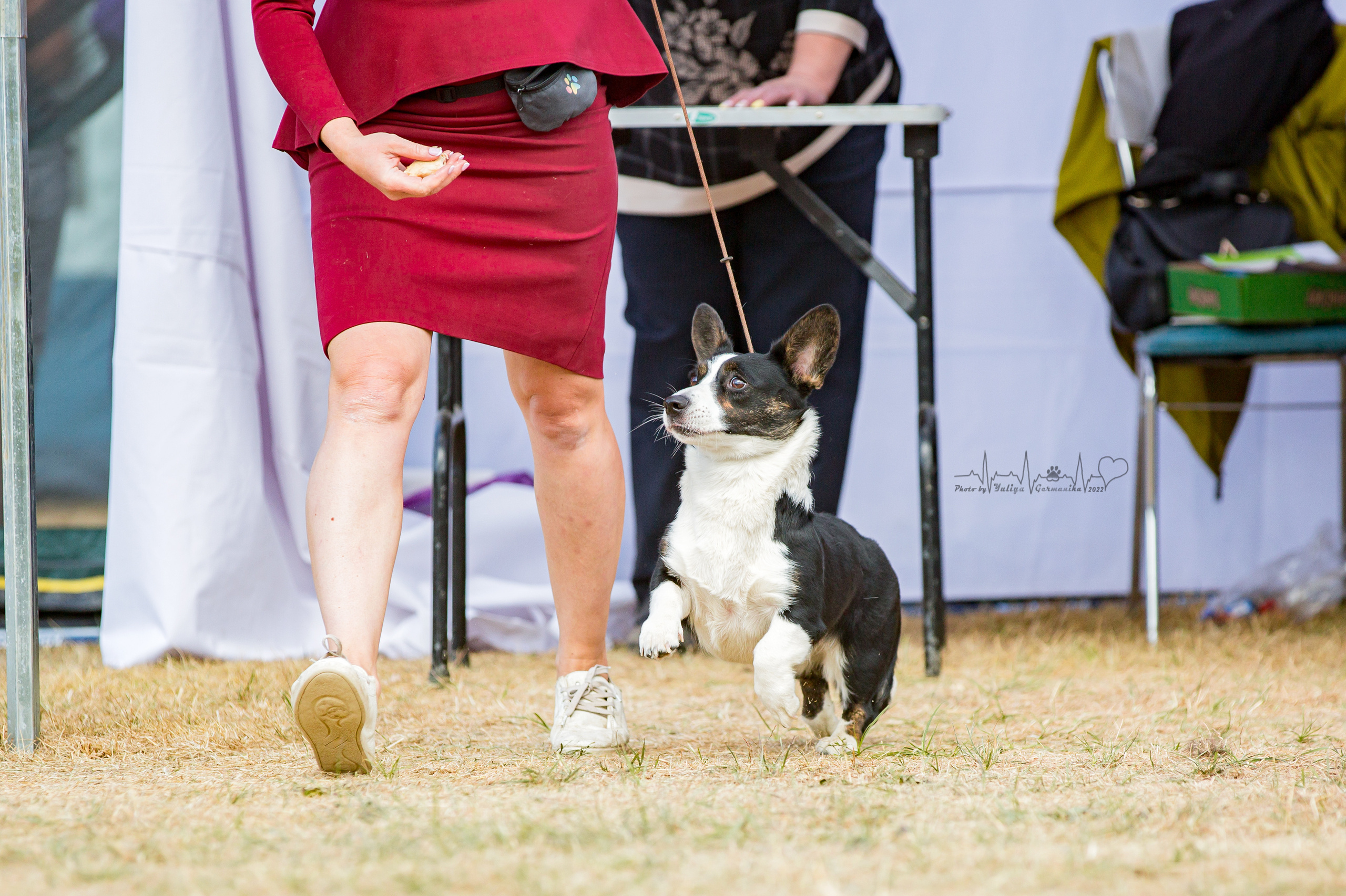 Минск 2хCACIB 3-4.09.2022. Фотограф-анималист Юлия Германика