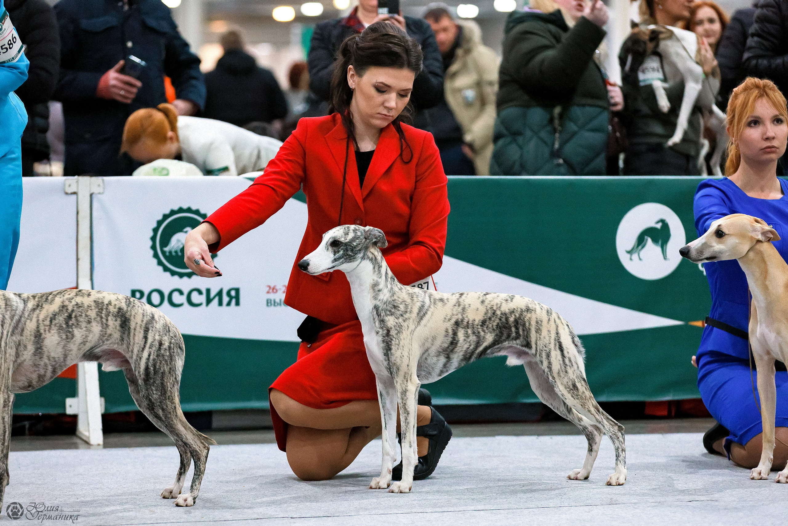 Россия 2020-2022 26-27.11.2022. Фотограф-анималист Юлия Германика