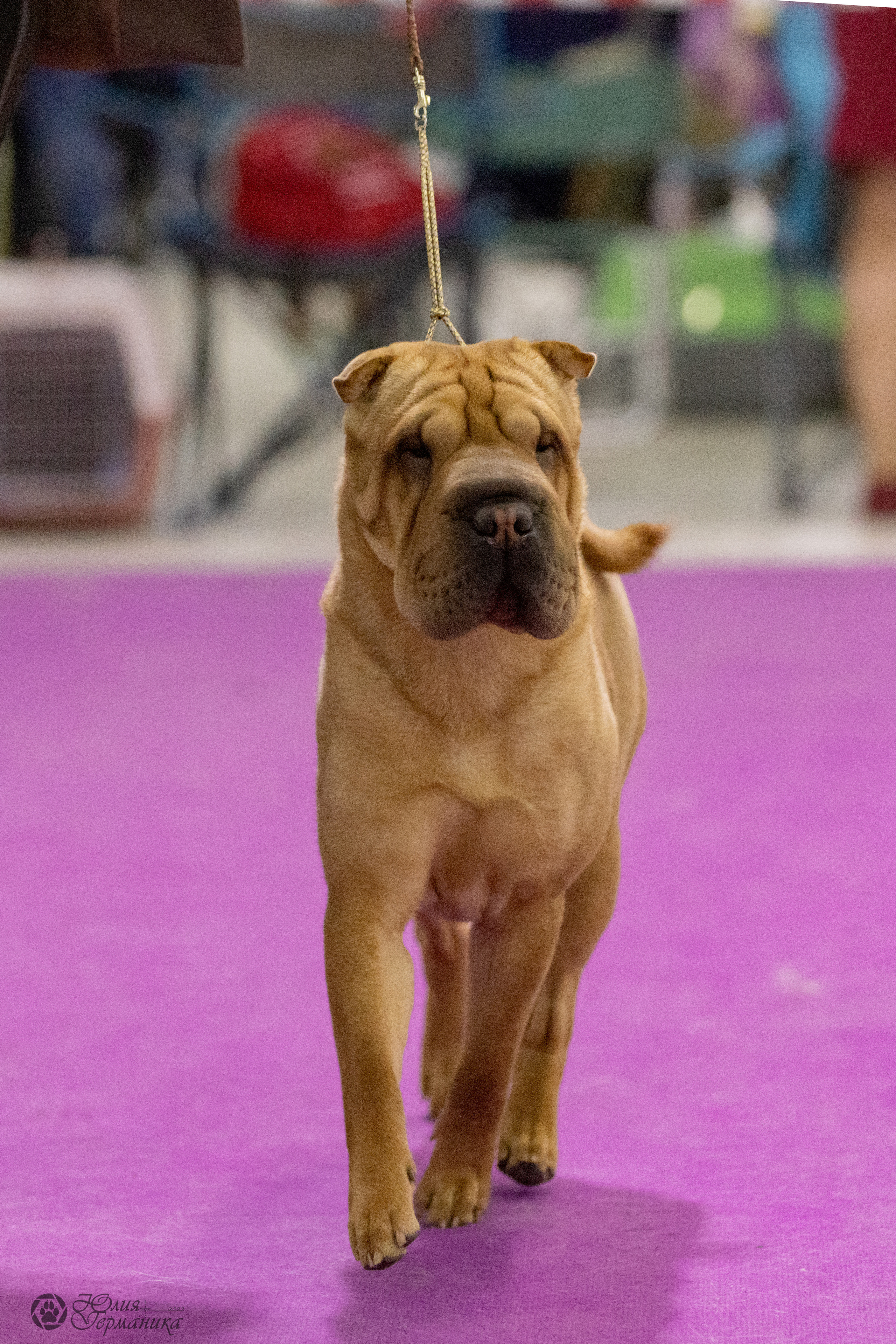 Чайна-Таун 3 и 12.11.2022. Фотограф-анималист Юлия Германика