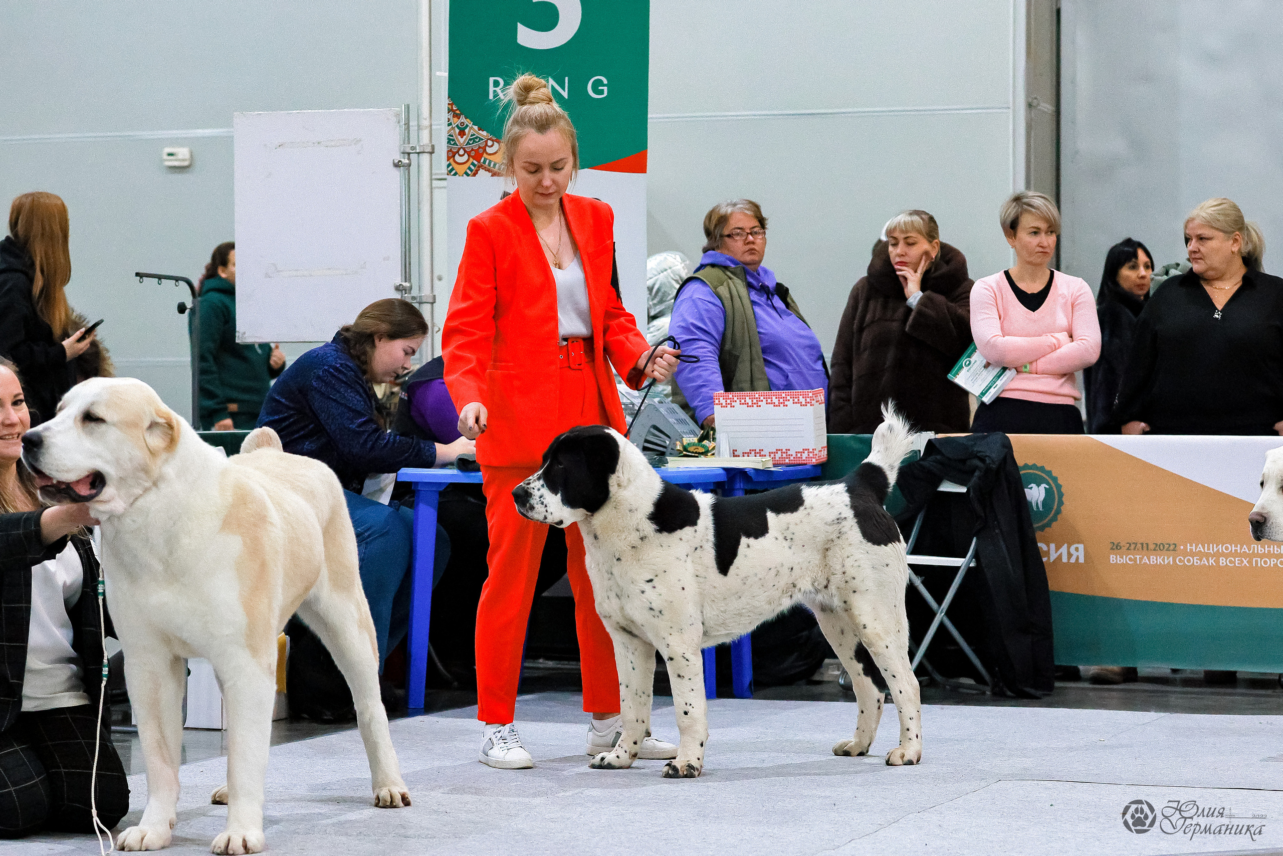 Россия 2020-2022 26-27.11.2022. Фотограф-анималист Юлия Германика