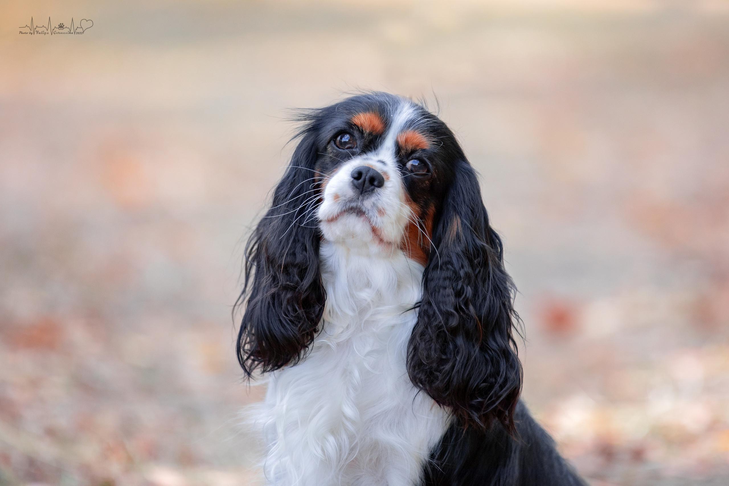 Пушкино ЧРКФ 17.09.2022. Фотограф-анималист Юлия Германика