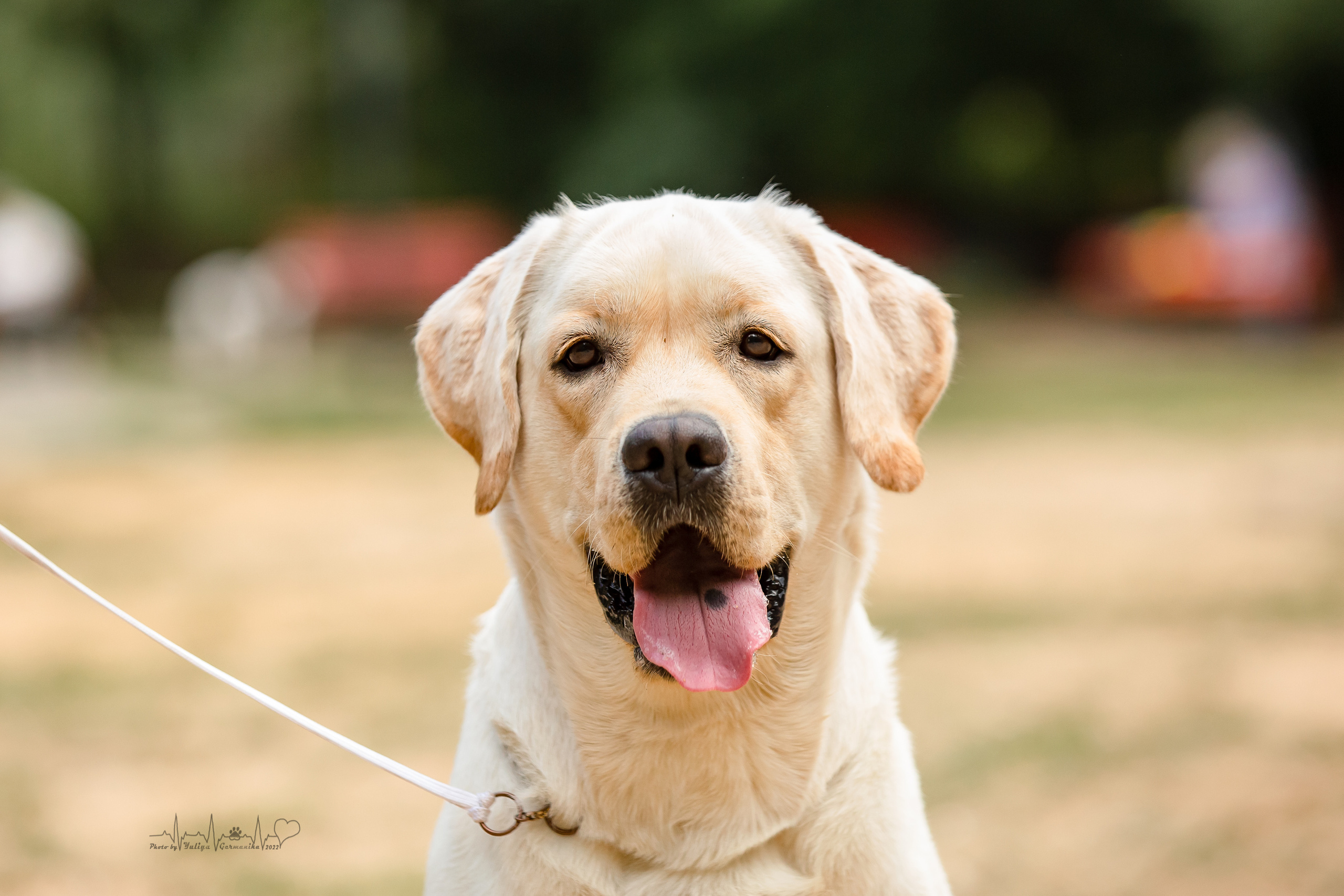 Ховрино фестиваль монопородок 14.08.2022. Фотограф-анималист Юлия Германика