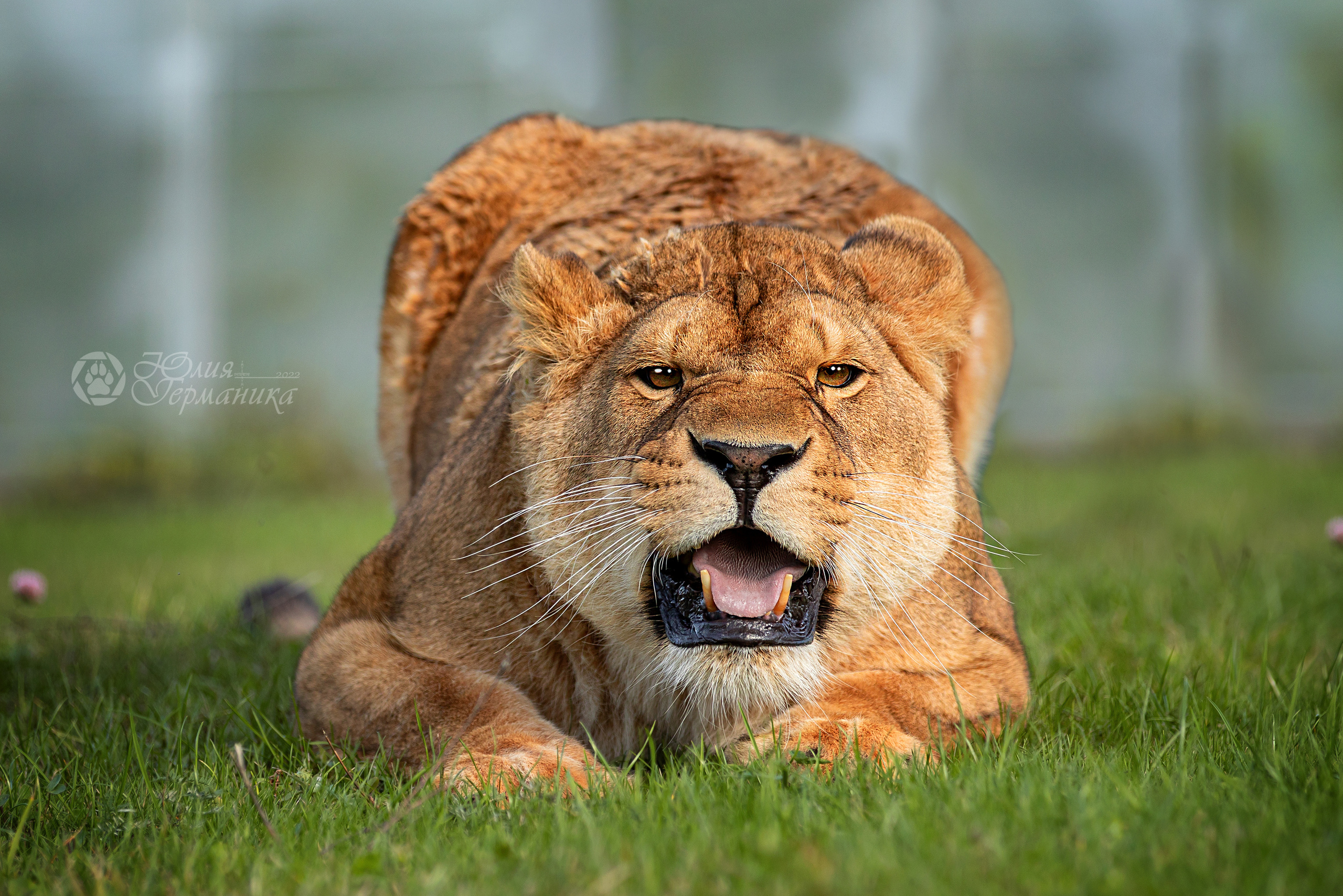 Герда(львица). Фотограф-анималист Юлия Германика