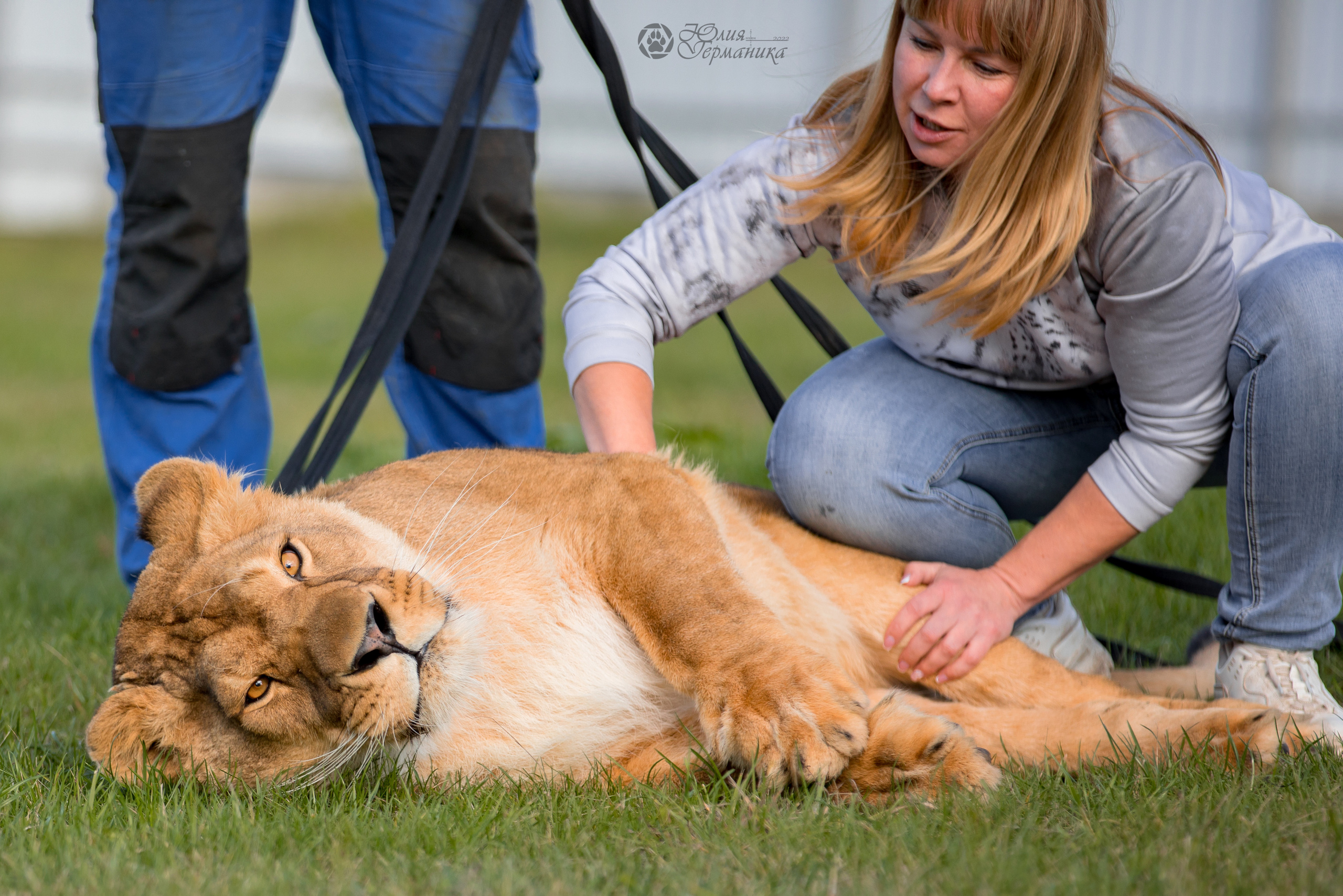 Герда(львица). Фотограф-анималист Юлия Германика