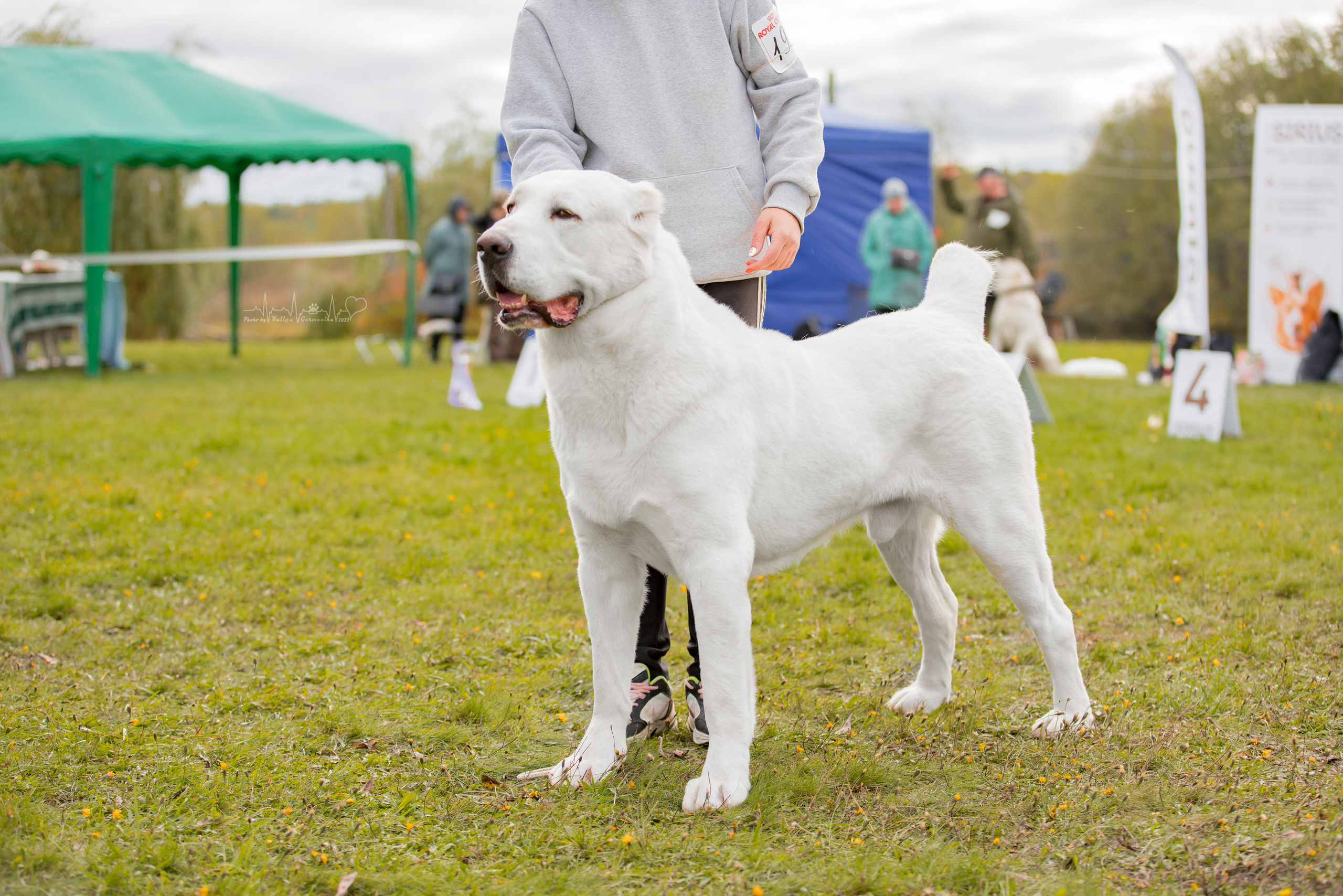 Александрова Слобода моно сао 2.10.2022. Фотограф-анималист Юлия Германика