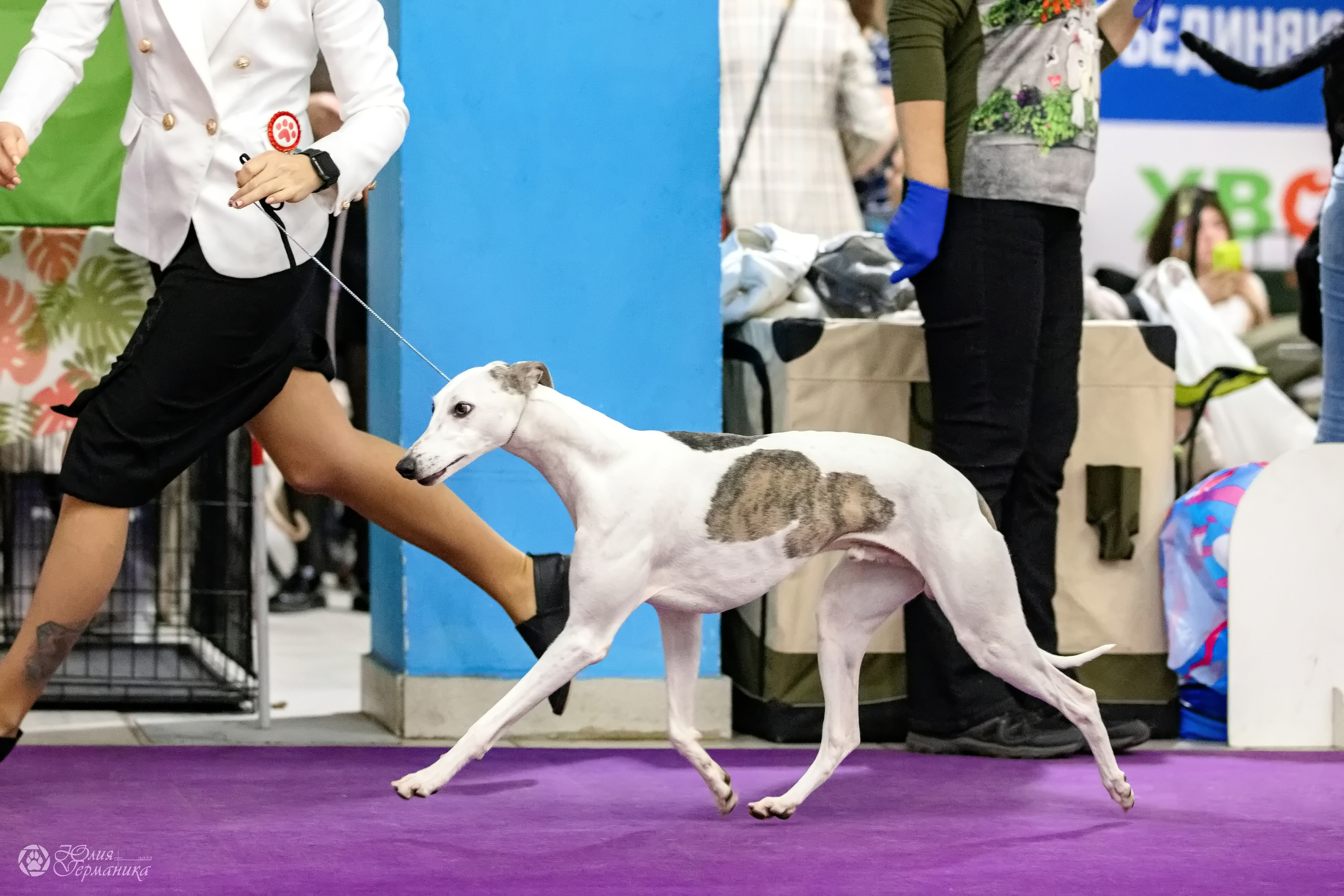 Чайна-Таун 3 и 12.11.2022. Фотограф-анималист Юлия Германика