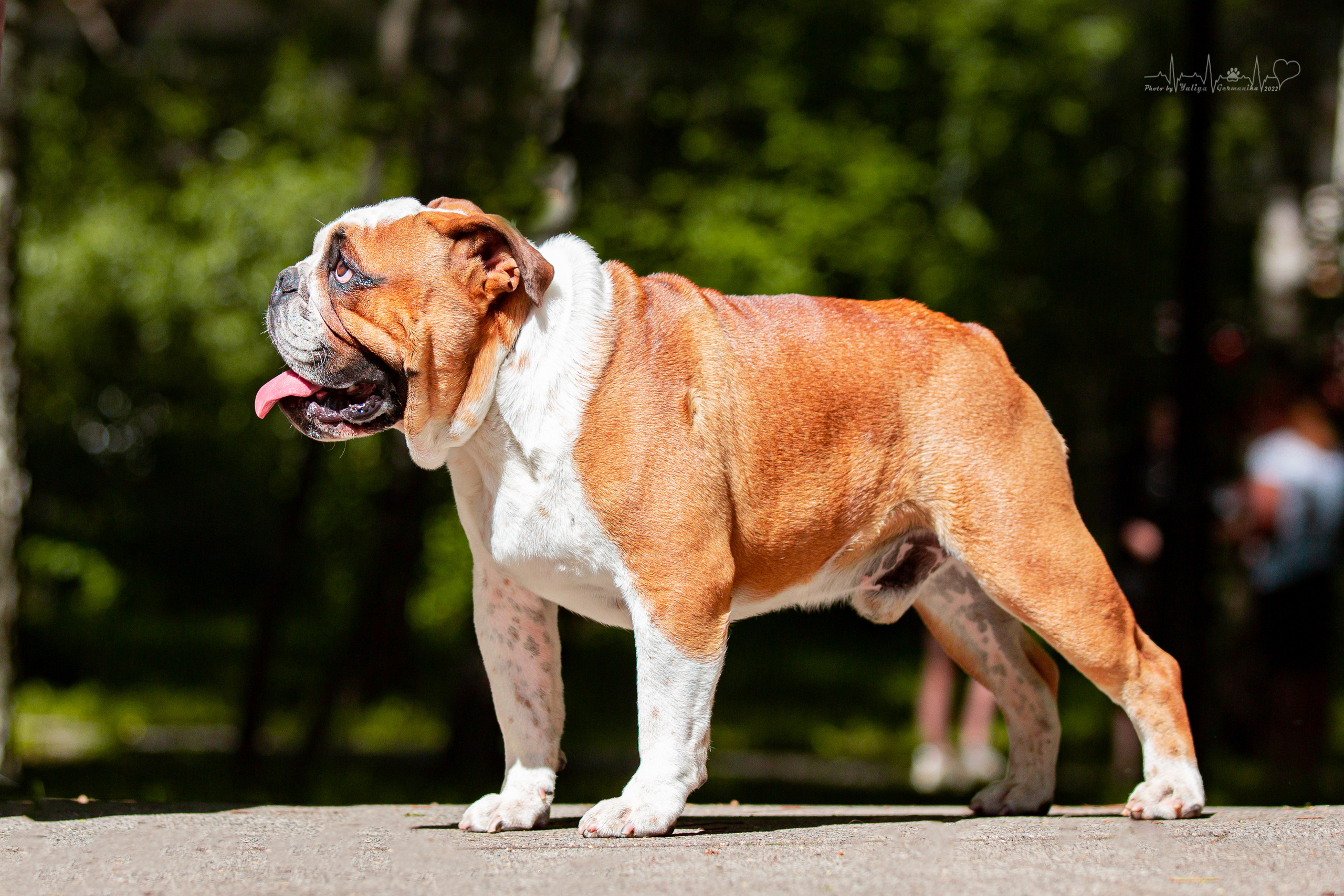 Ховрино 31.07,Чайна-Таун 6.08,Тверь 7.08. Фотограф-анималист Юлия Германика