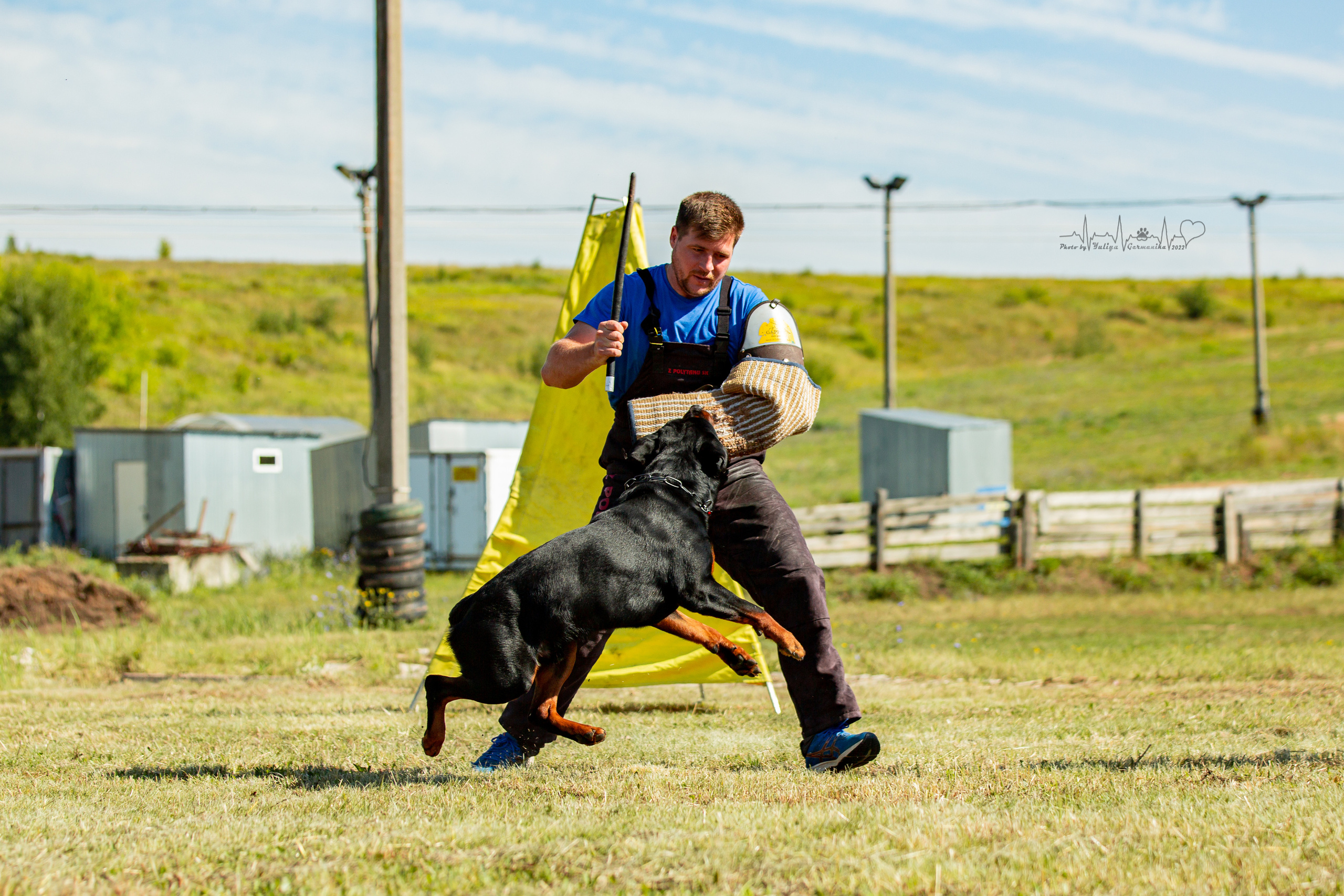 Рязань моно ротвейлеров 13.08.2022. Фотограф-анималист Юлия Германика
