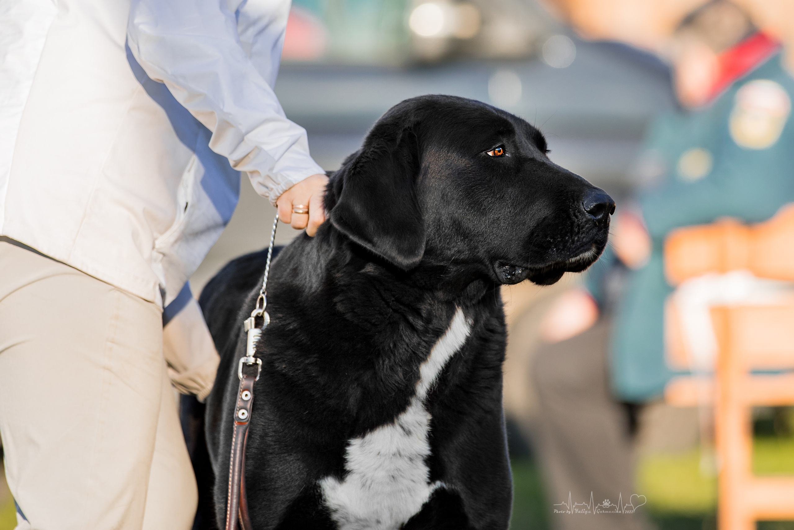 Александрова Слобода моно сао 2.10.2022. Фотограф-анималист Юлия Германика