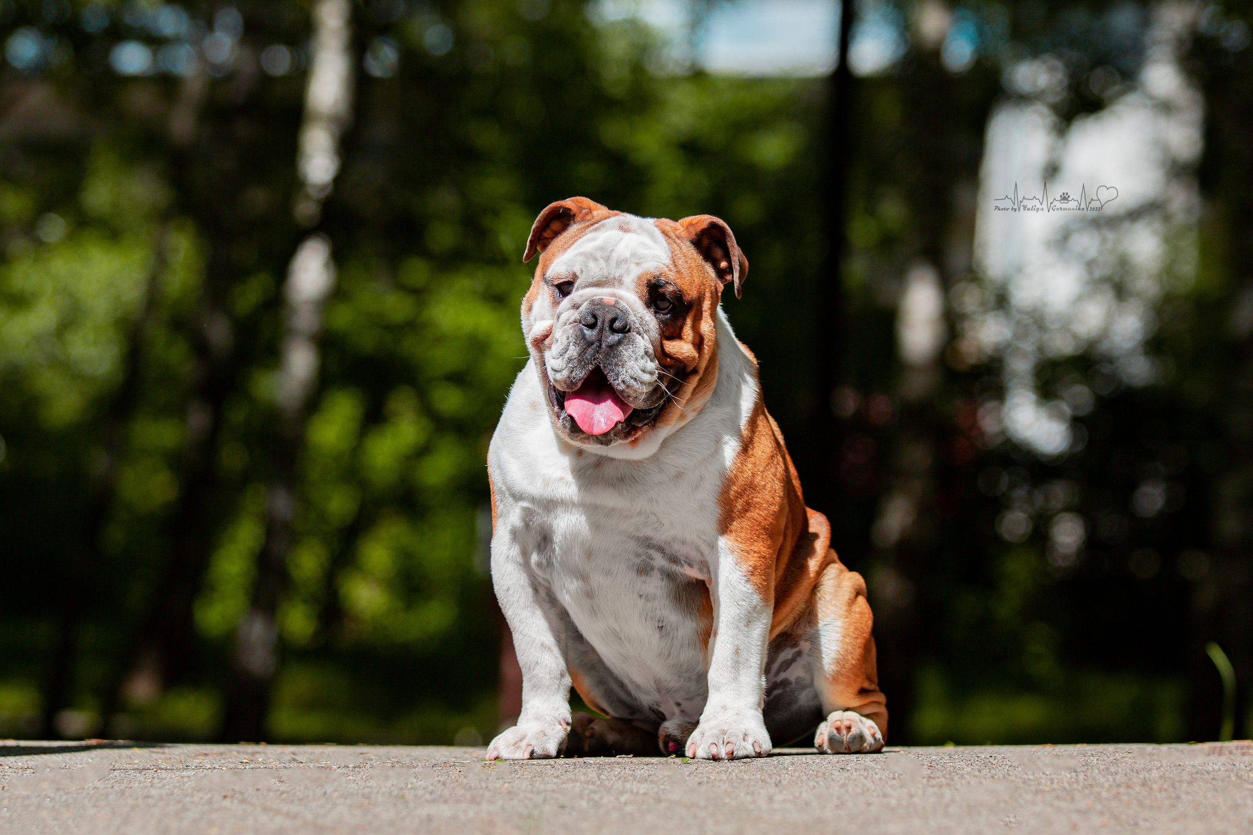 Ховрино 31.07,Чайна-Таун 6.08,Тверь 7.08. Фотограф-анималист Юлия Германика