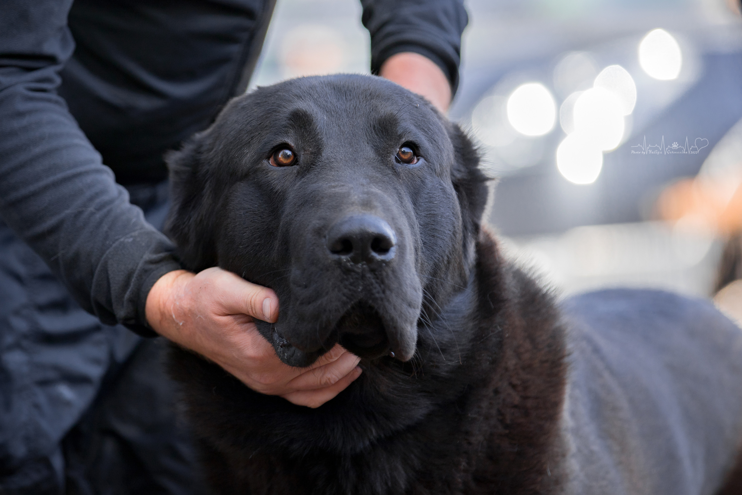 Тверь ЧРКФ 18.09.2022. Фотограф-анималист Юлия Германика