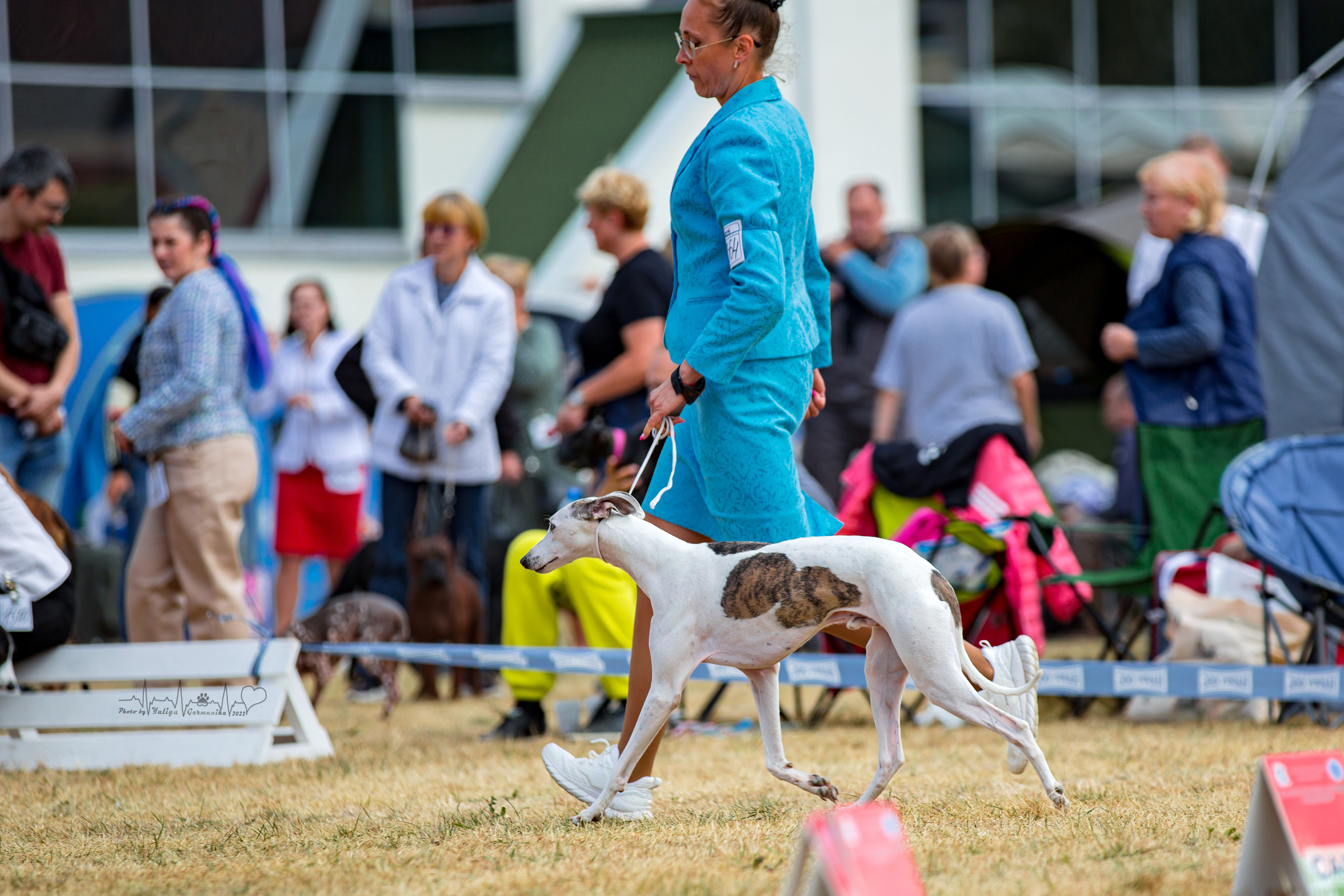 Минск 2хCACIB 3-4.09.2022. Фотограф-анималист Юлия Германика