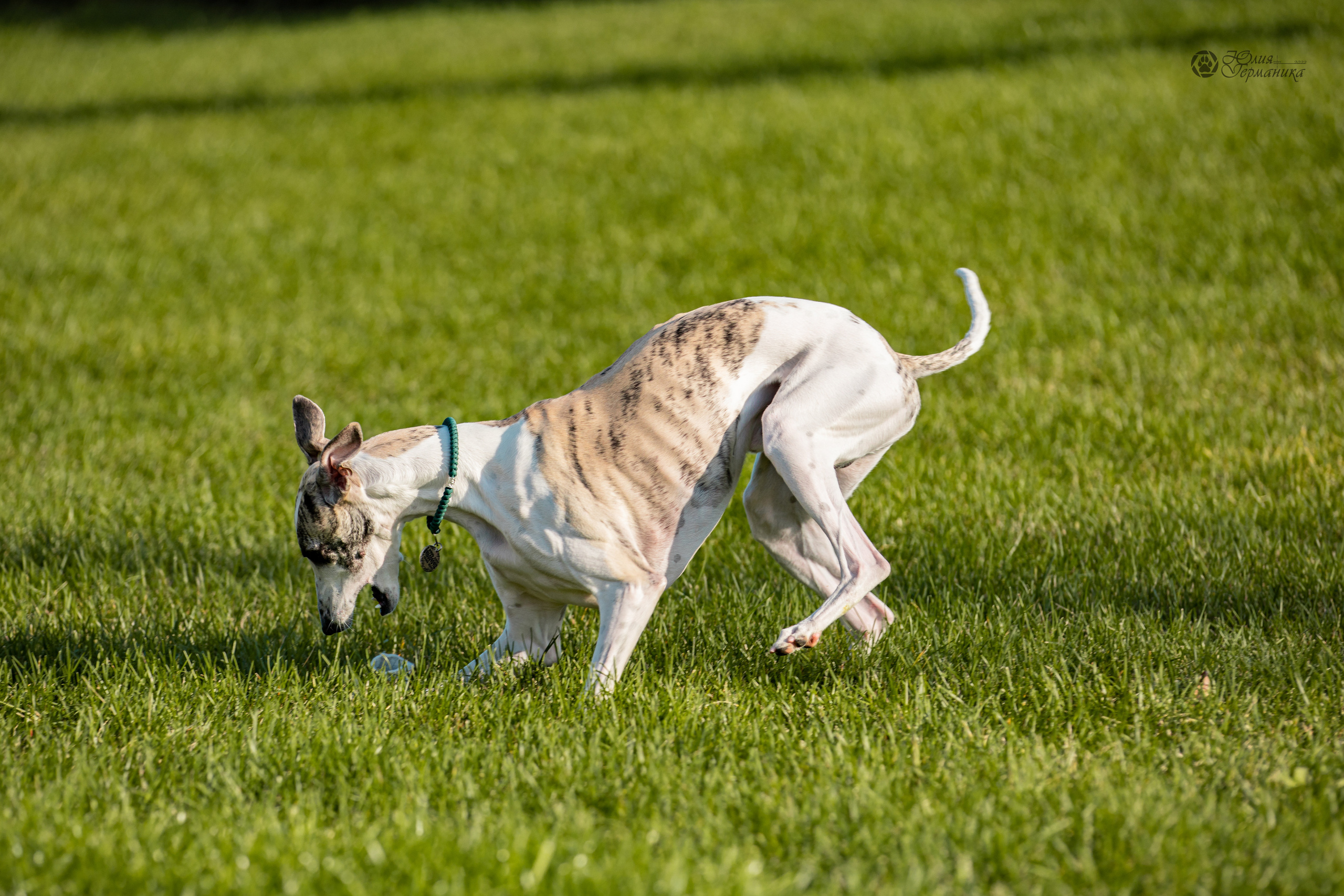 Нижний Новгород 15-16.10.2022. Фотограф-анималист Юлия Германика
