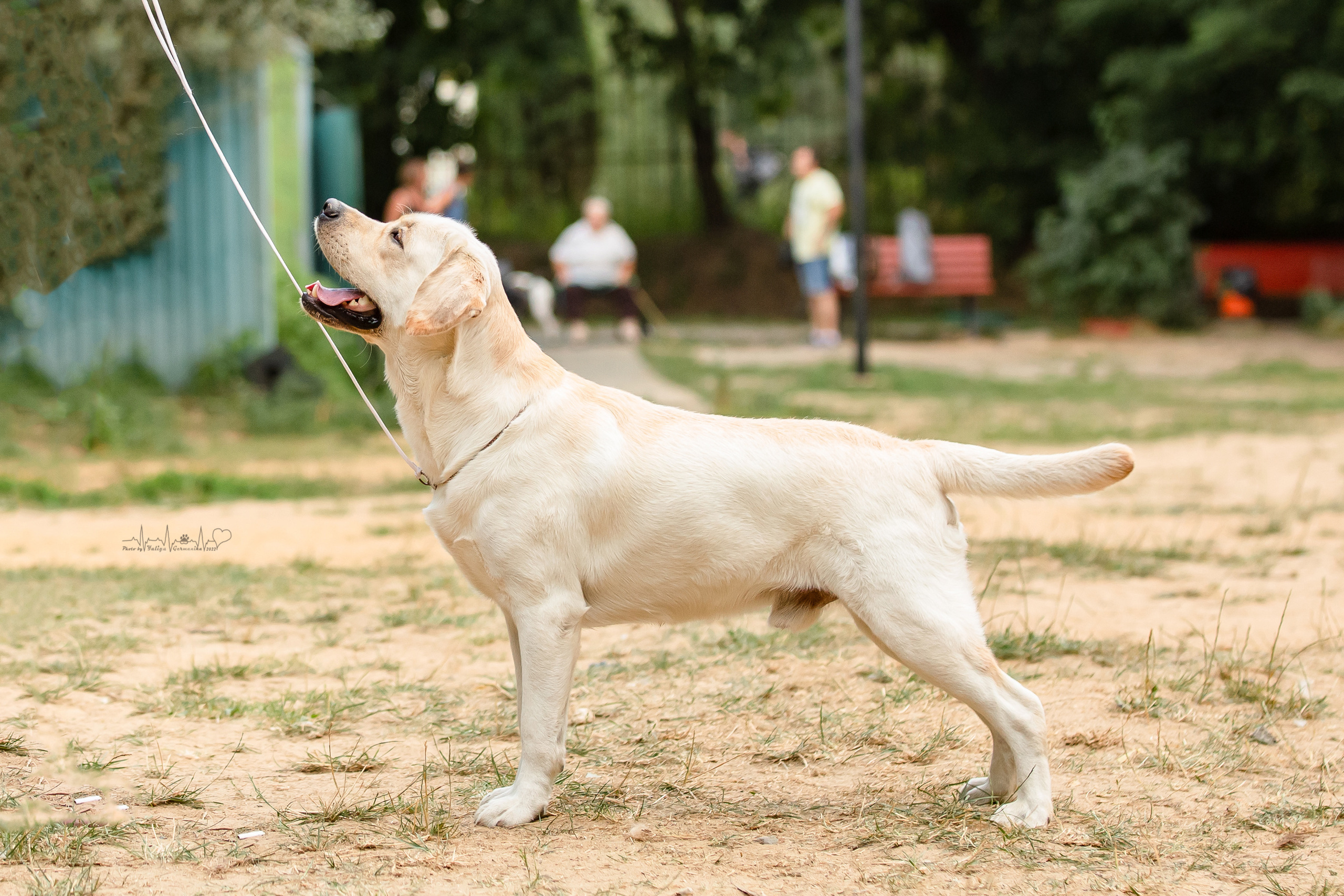 Ховрино фестиваль монопородок 14.08.2022. Фотограф-анималист Юлия Германика
