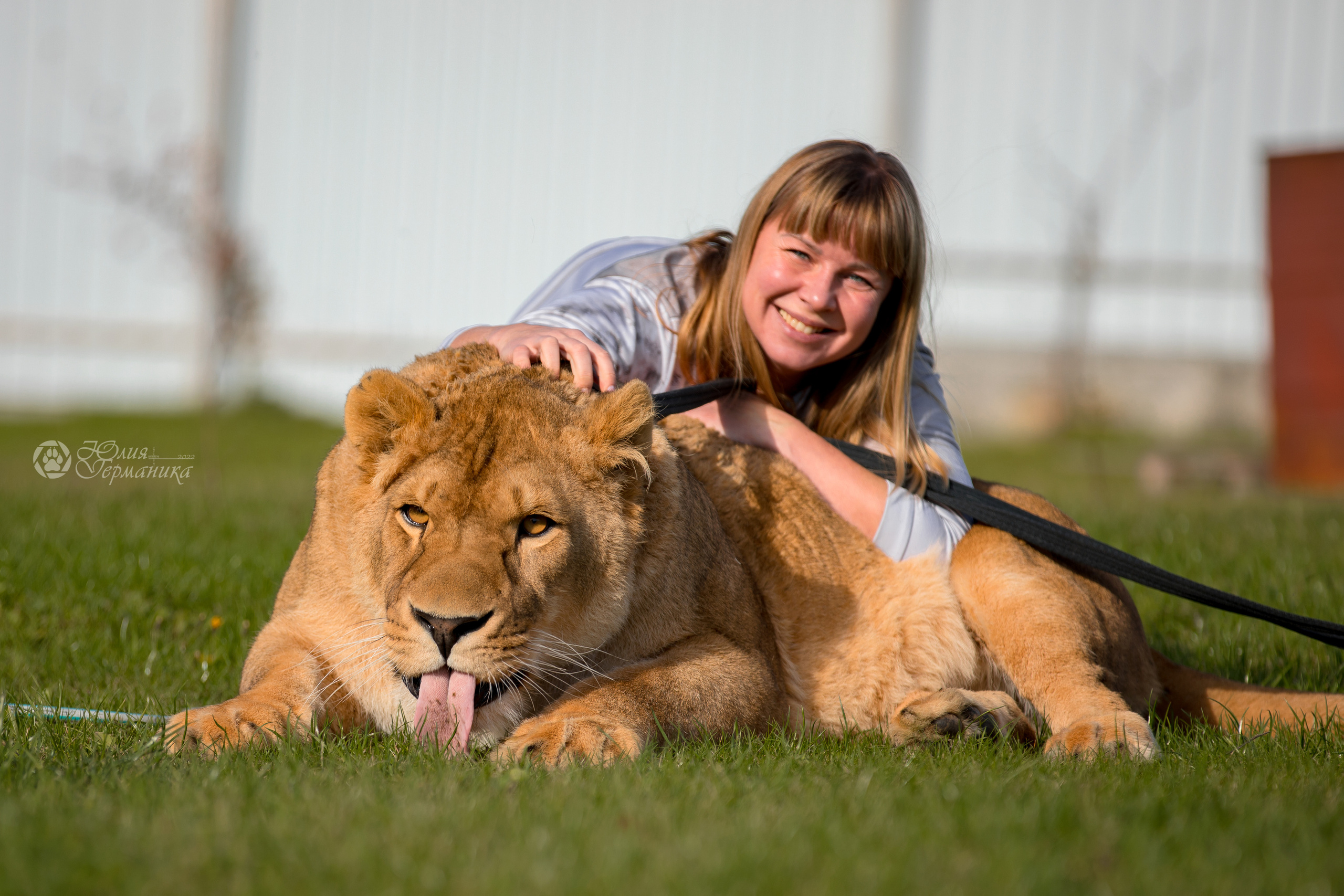 Герда(львица). Фотограф-анималист Юлия Германика